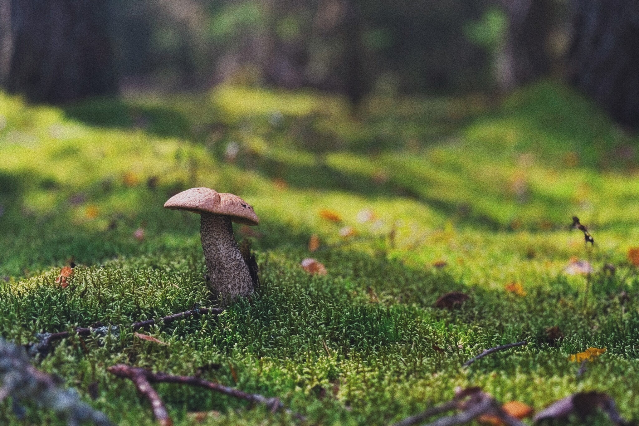 I took a photo of wallpaper on my desktop to create an autumn mood - My, Mushrooms, Chanterelles, Forest, The photo, Mobile photography, The nature of Russia, Desktop wallpaper, Beautiful view, Longpost