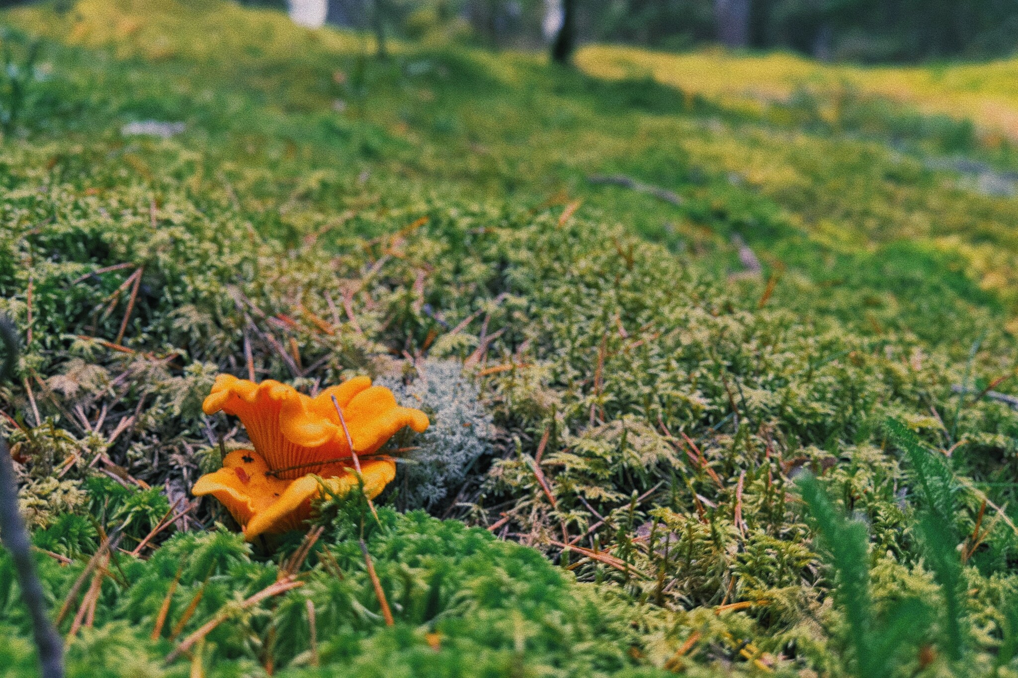 I took a photo of wallpaper on my desktop to create an autumn mood - My, Mushrooms, Chanterelles, Forest, The photo, Mobile photography, The nature of Russia, Desktop wallpaper, Beautiful view, Longpost