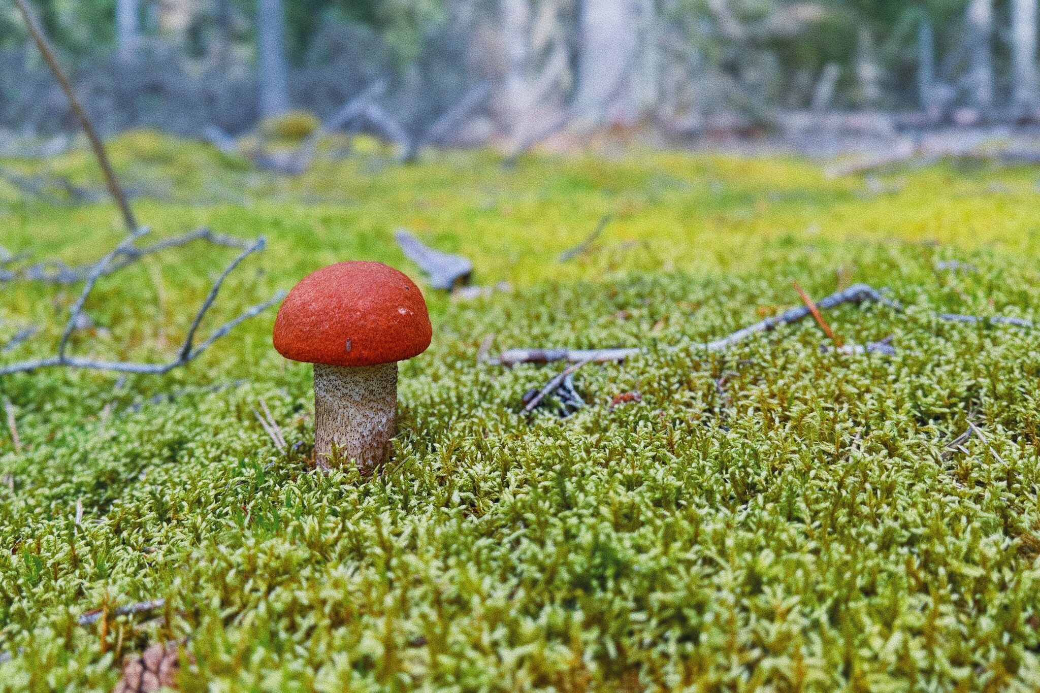 I took a photo of wallpaper on my desktop to create an autumn mood - My, Mushrooms, Chanterelles, Forest, The photo, Mobile photography, The nature of Russia, Desktop wallpaper, Beautiful view, Longpost