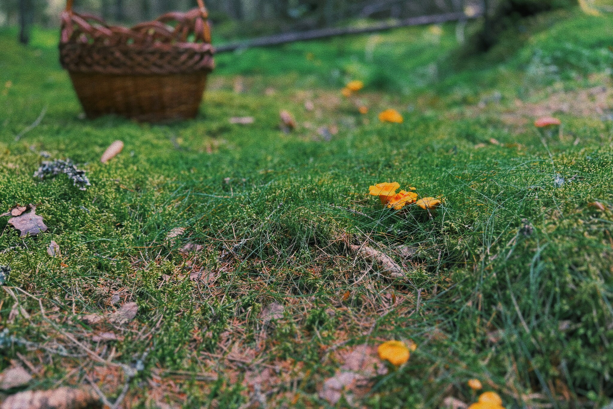 I took a photo of wallpaper on my desktop to create an autumn mood - My, Mushrooms, Chanterelles, Forest, The photo, Mobile photography, The nature of Russia, Desktop wallpaper, Beautiful view, Longpost