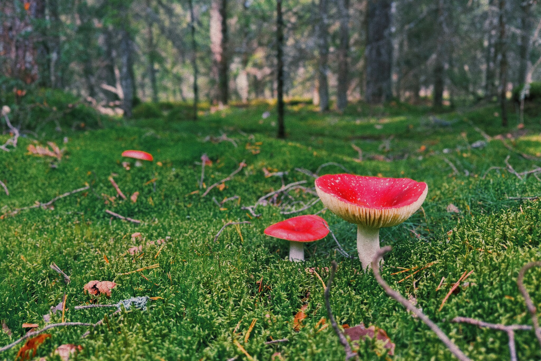 I took a photo of wallpaper on my desktop to create an autumn mood - My, Mushrooms, Chanterelles, Forest, The photo, Mobile photography, The nature of Russia, Desktop wallpaper, Beautiful view, Longpost