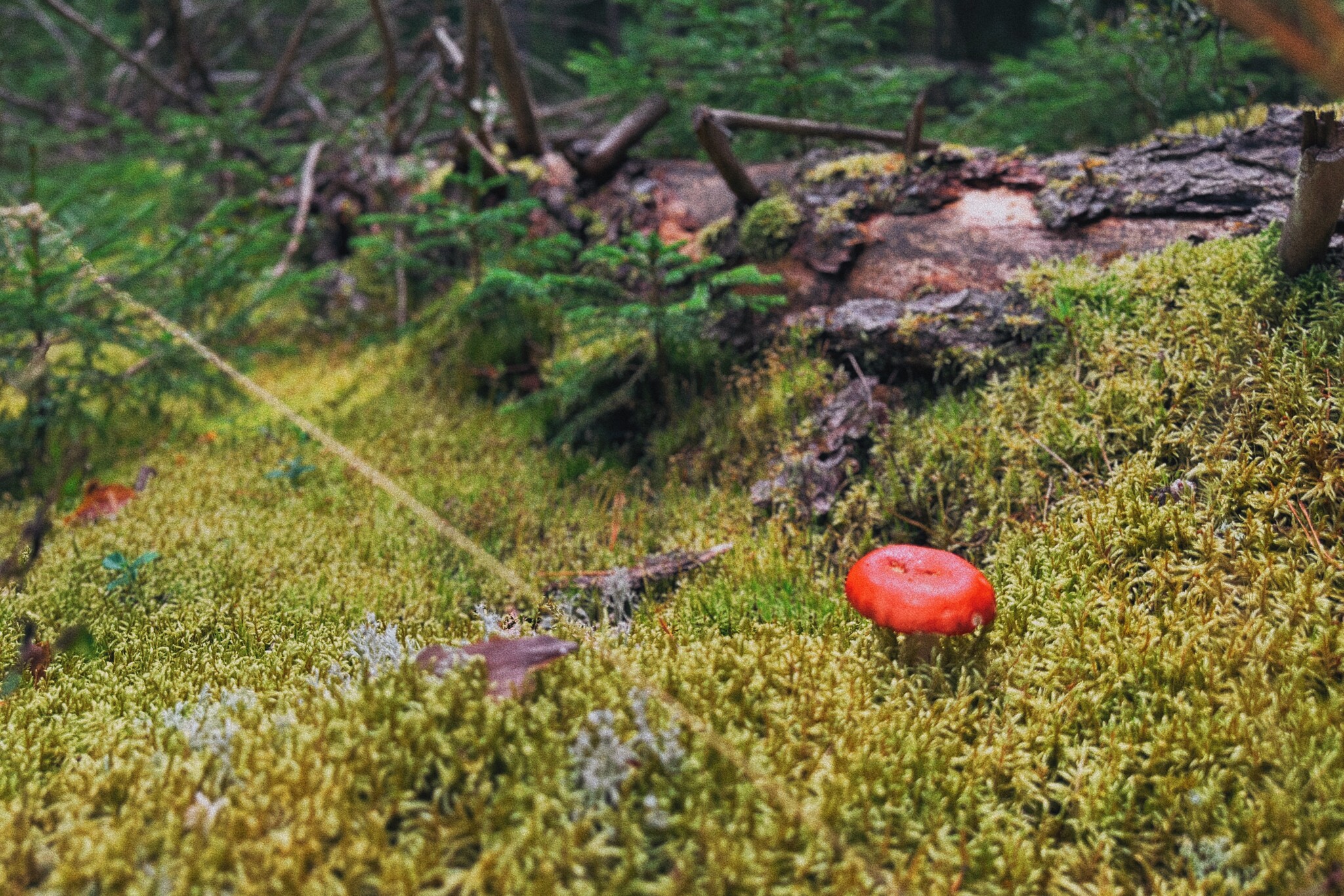 I took a photo of wallpaper on my desktop to create an autumn mood - My, Mushrooms, Chanterelles, Forest, The photo, Mobile photography, The nature of Russia, Desktop wallpaper, Beautiful view, Longpost