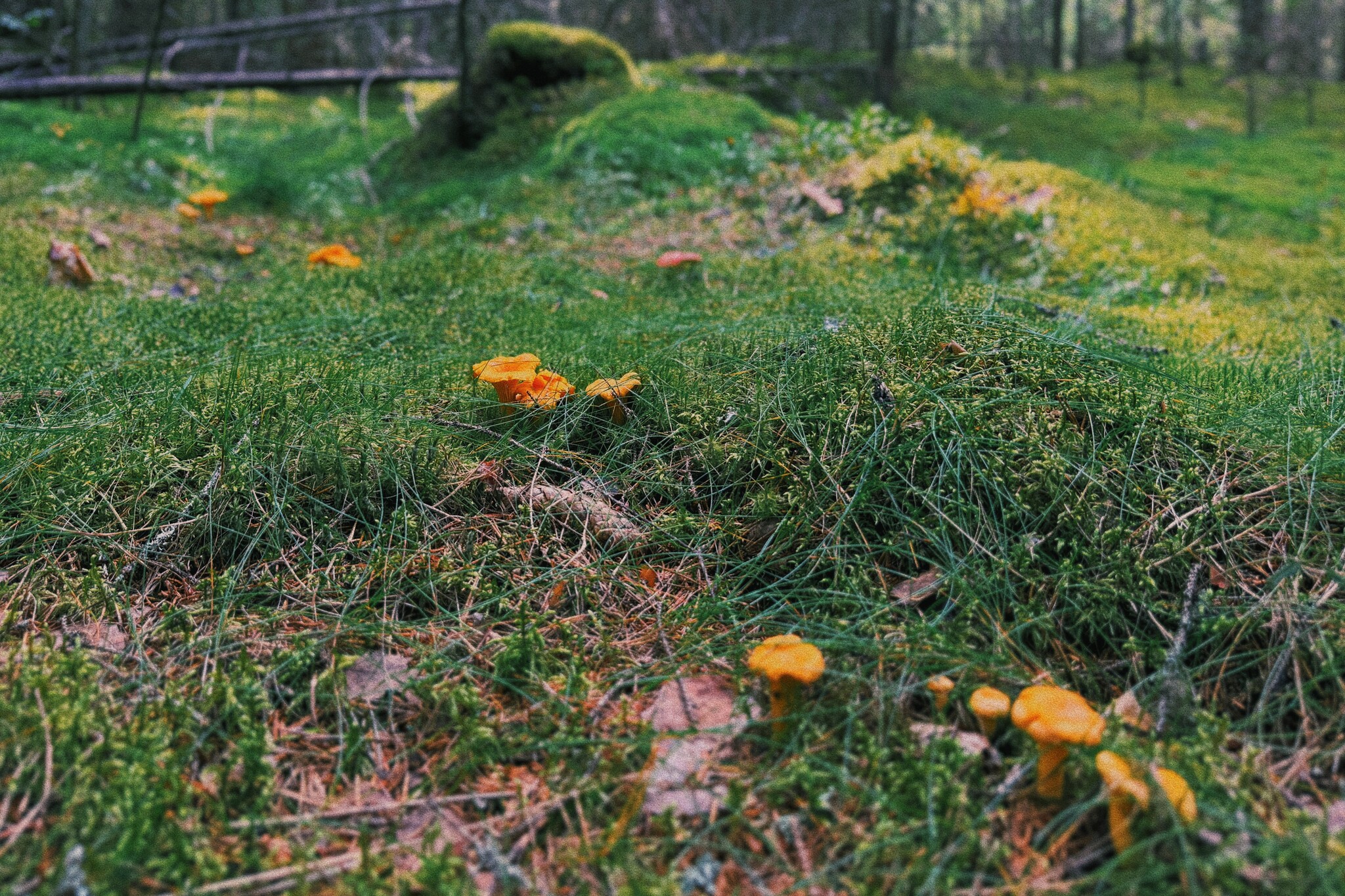 I took a photo of wallpaper on my desktop to create an autumn mood - My, Mushrooms, Chanterelles, Forest, The photo, Mobile photography, The nature of Russia, Desktop wallpaper, Beautiful view, Longpost