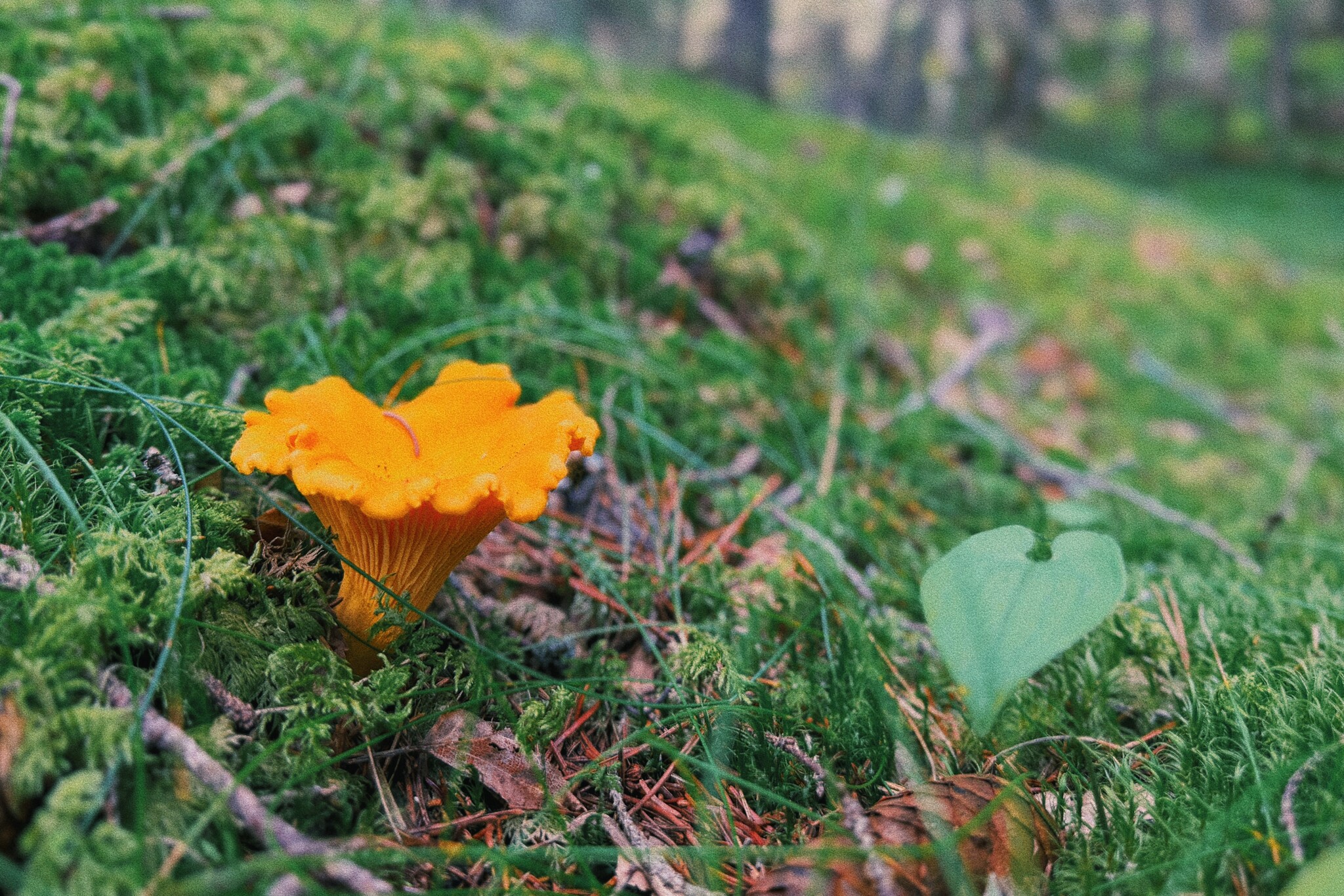 I took a photo of wallpaper on my desktop to create an autumn mood - My, Mushrooms, Chanterelles, Forest, The photo, Mobile photography, The nature of Russia, Desktop wallpaper, Beautiful view, Longpost