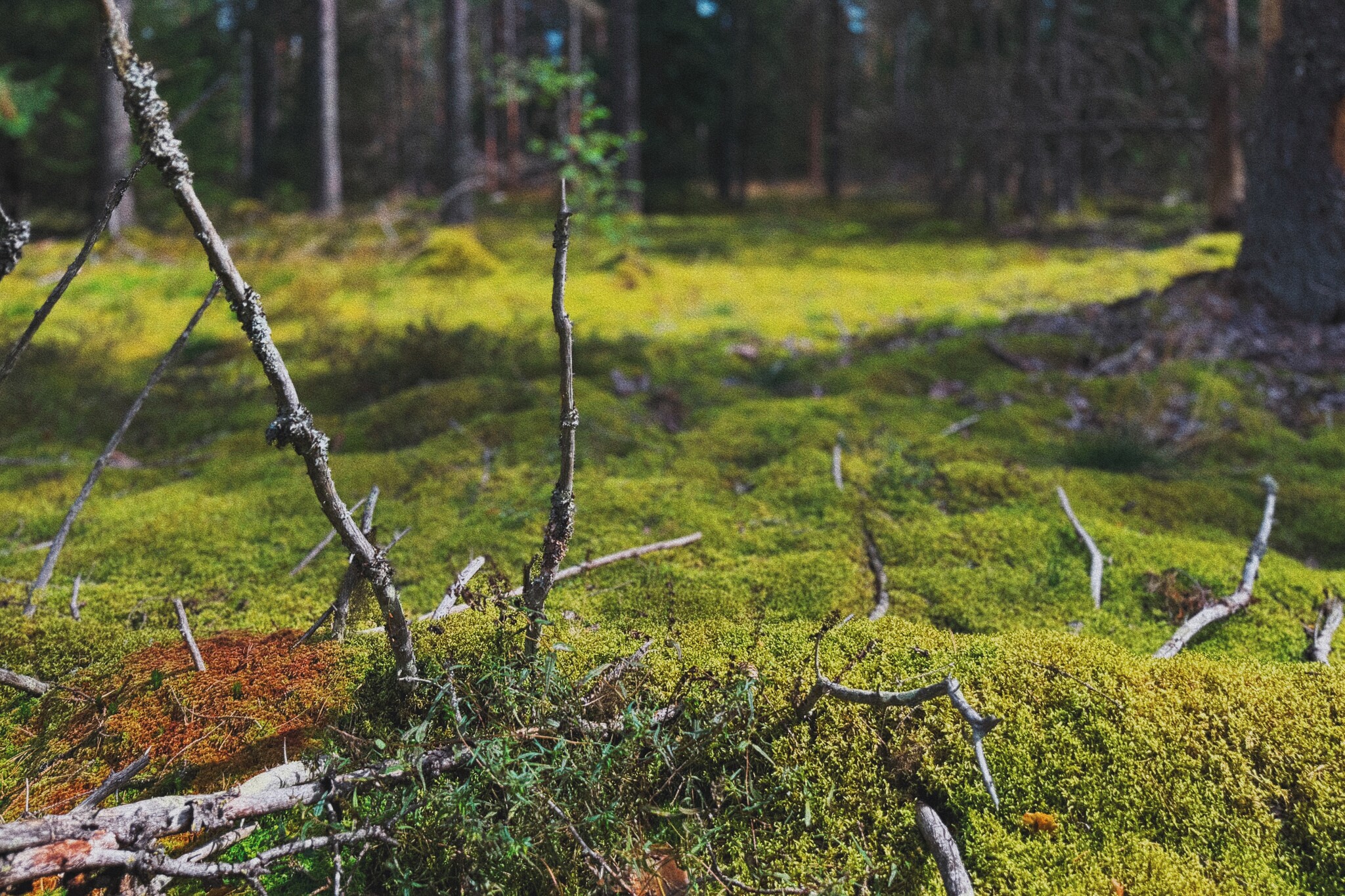 I took a photo of wallpaper on my desktop to create an autumn mood - My, Mushrooms, Chanterelles, Forest, The photo, Mobile photography, The nature of Russia, Desktop wallpaper, Beautiful view, Longpost