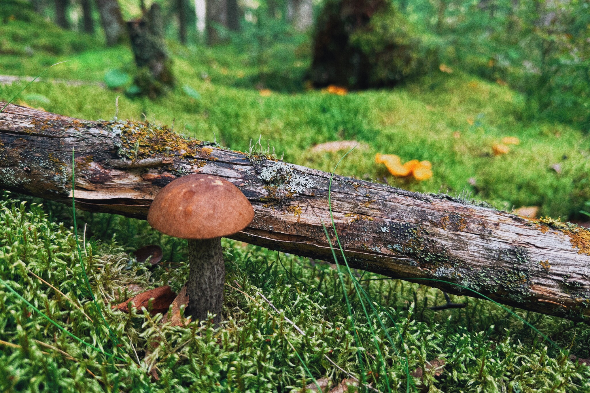 I took a photo of wallpaper on my desktop to create an autumn mood - My, Mushrooms, Chanterelles, Forest, The photo, Mobile photography, The nature of Russia, Desktop wallpaper, Beautiful view, Longpost