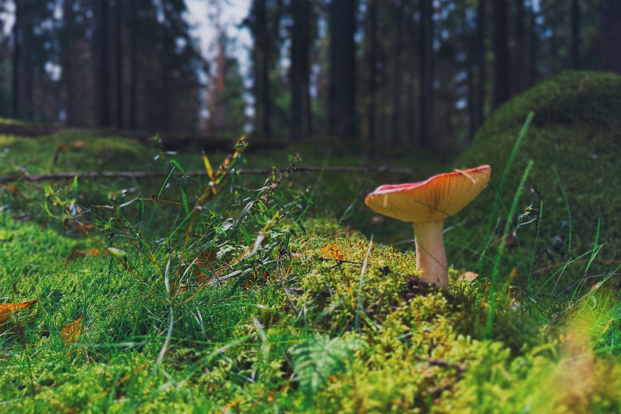 I took a photo of wallpaper on my desktop to create an autumn mood - My, Mushrooms, Chanterelles, Forest, The photo, Mobile photography, The nature of Russia, Desktop wallpaper, Beautiful view, Longpost