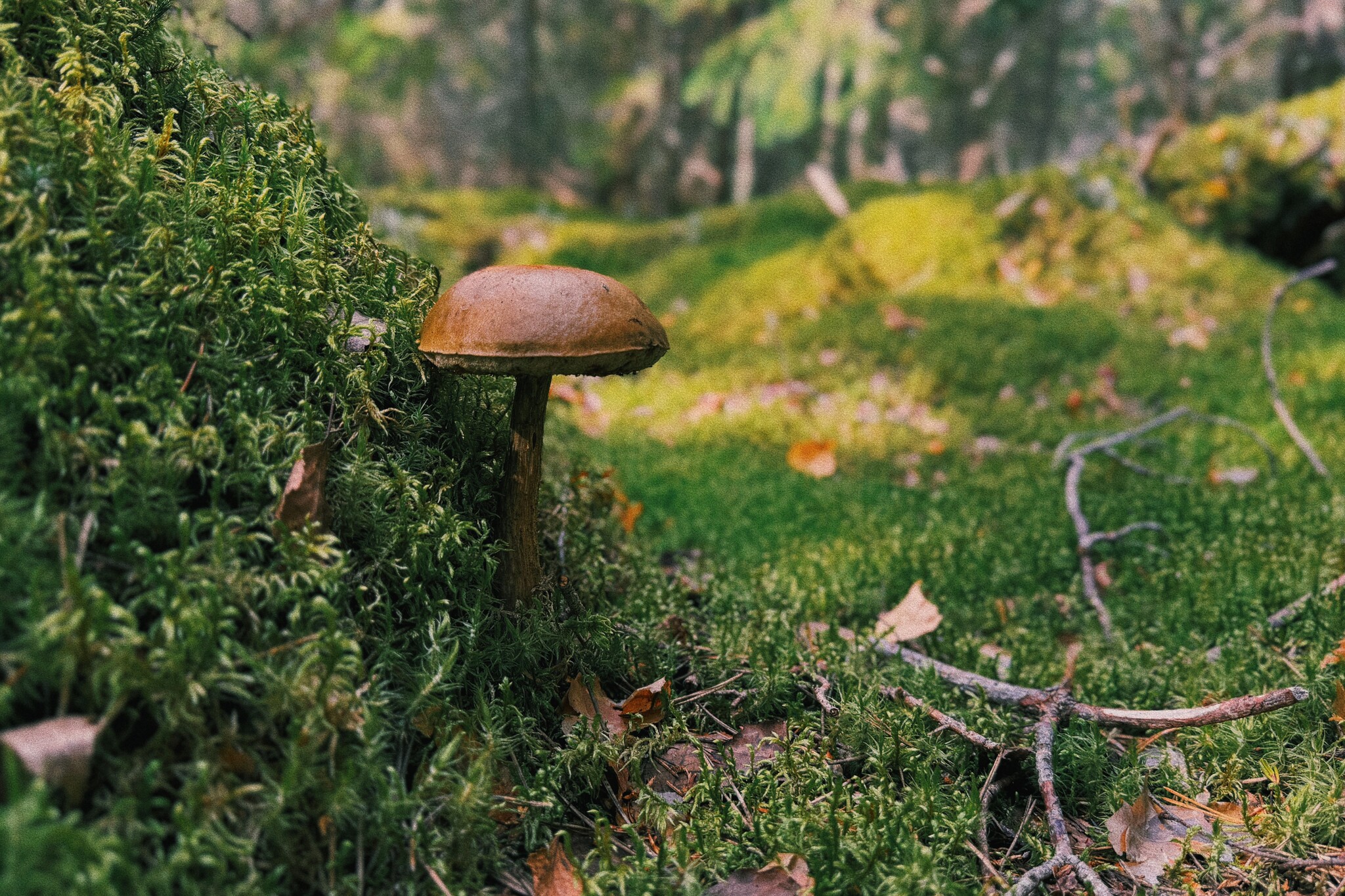 I took a photo of wallpaper on my desktop to create an autumn mood - My, Mushrooms, Chanterelles, Forest, The photo, Mobile photography, The nature of Russia, Desktop wallpaper, Beautiful view, Longpost