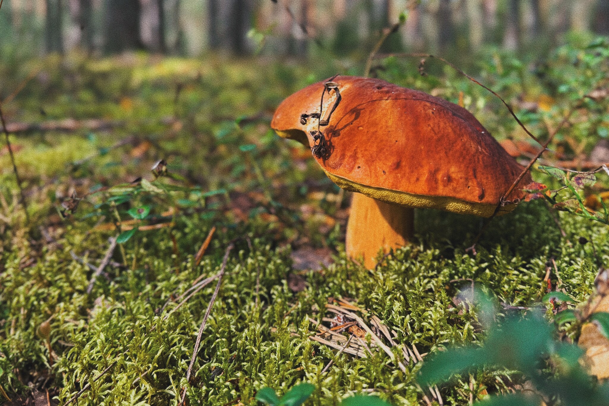 I took a photo of wallpaper on my desktop to create an autumn mood - My, Mushrooms, Chanterelles, Forest, The photo, Mobile photography, The nature of Russia, Desktop wallpaper, Beautiful view, Longpost