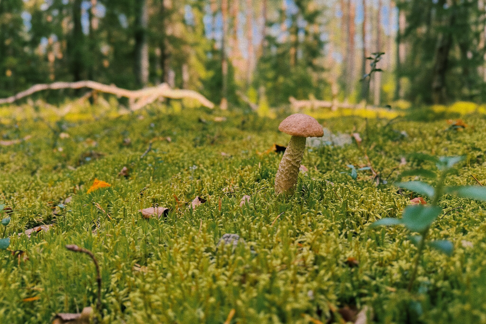 I took a photo of wallpaper on my desktop to create an autumn mood - My, Mushrooms, Chanterelles, Forest, The photo, Mobile photography, The nature of Russia, Desktop wallpaper, Beautiful view, Longpost