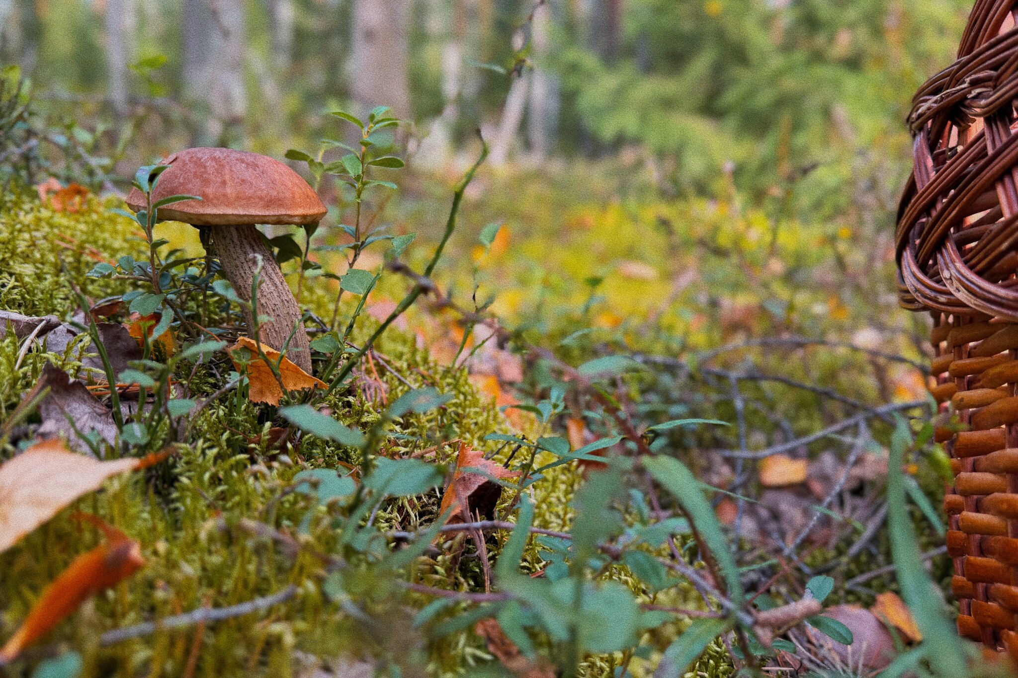 I took a photo of wallpaper on my desktop to create an autumn mood - My, Mushrooms, Chanterelles, Forest, The photo, Mobile photography, The nature of Russia, Desktop wallpaper, Beautiful view, Longpost