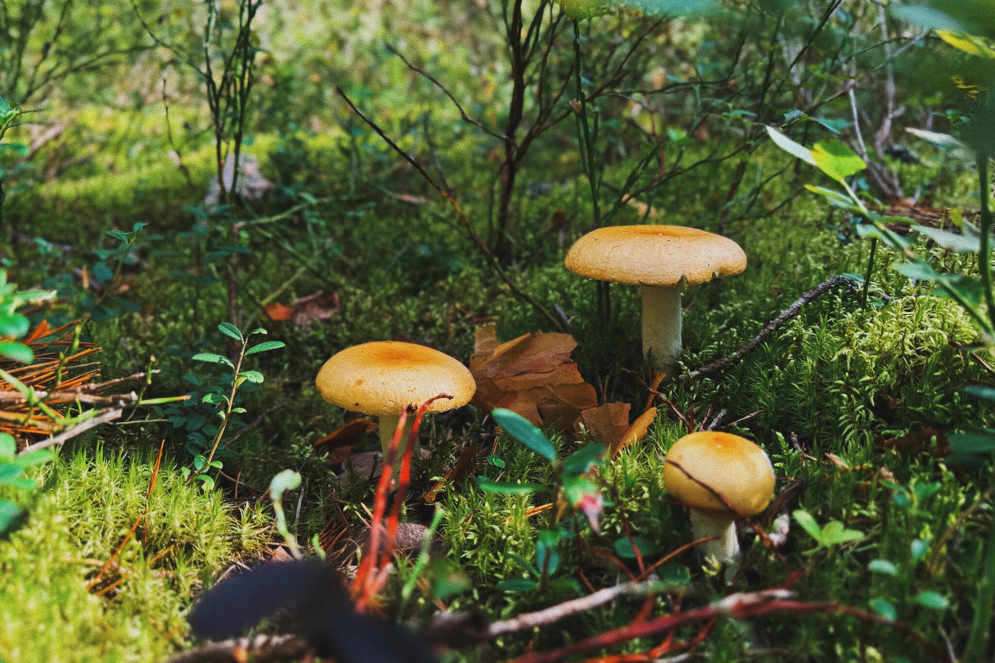 I took a photo of wallpaper on my desktop to create an autumn mood - My, Mushrooms, Chanterelles, Forest, The photo, Mobile photography, The nature of Russia, Desktop wallpaper, Beautiful view, Longpost