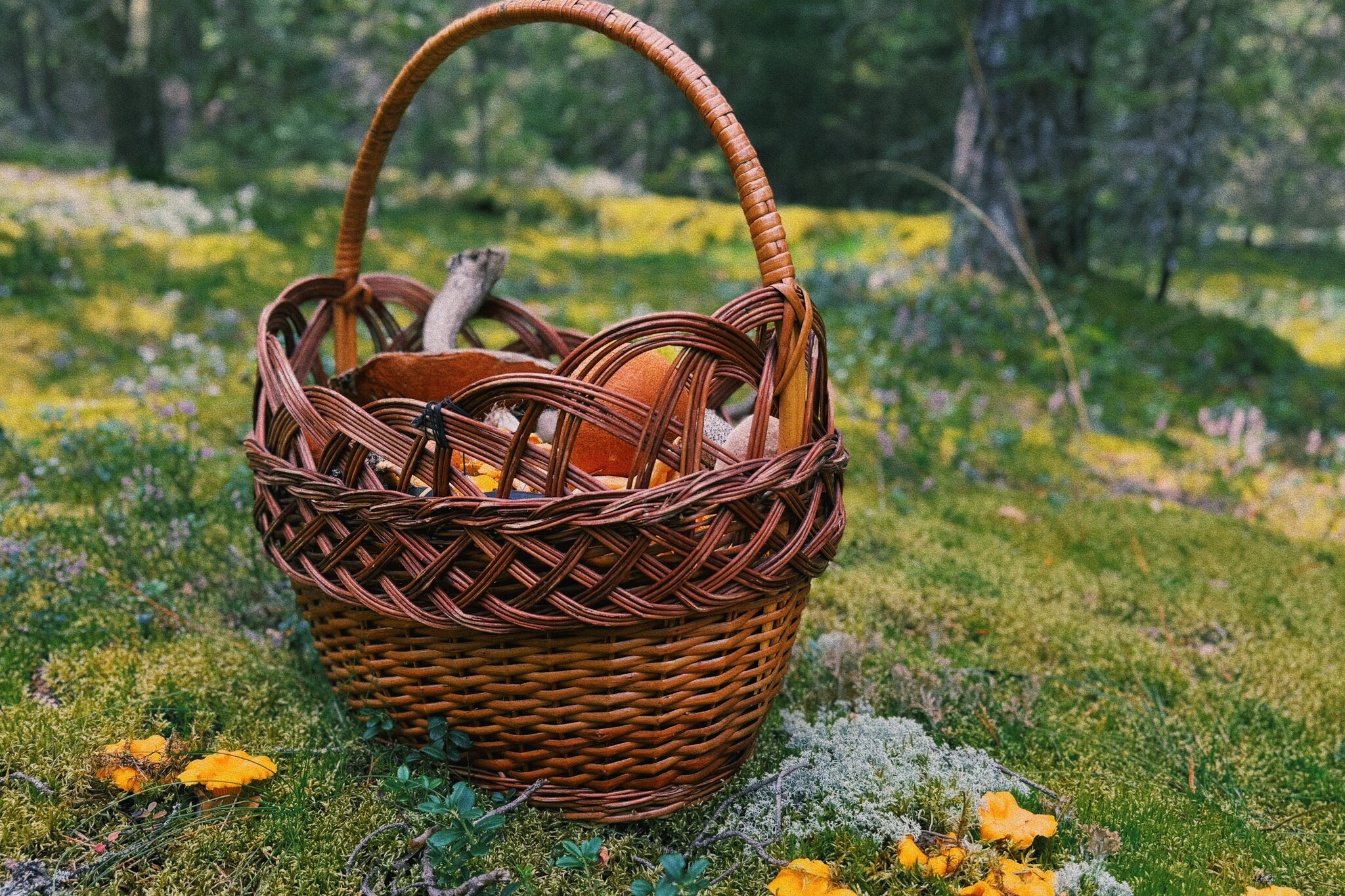 I took a photo of wallpaper on my desktop to create an autumn mood - My, Mushrooms, Chanterelles, Forest, The photo, Mobile photography, The nature of Russia, Desktop wallpaper, Beautiful view, Longpost