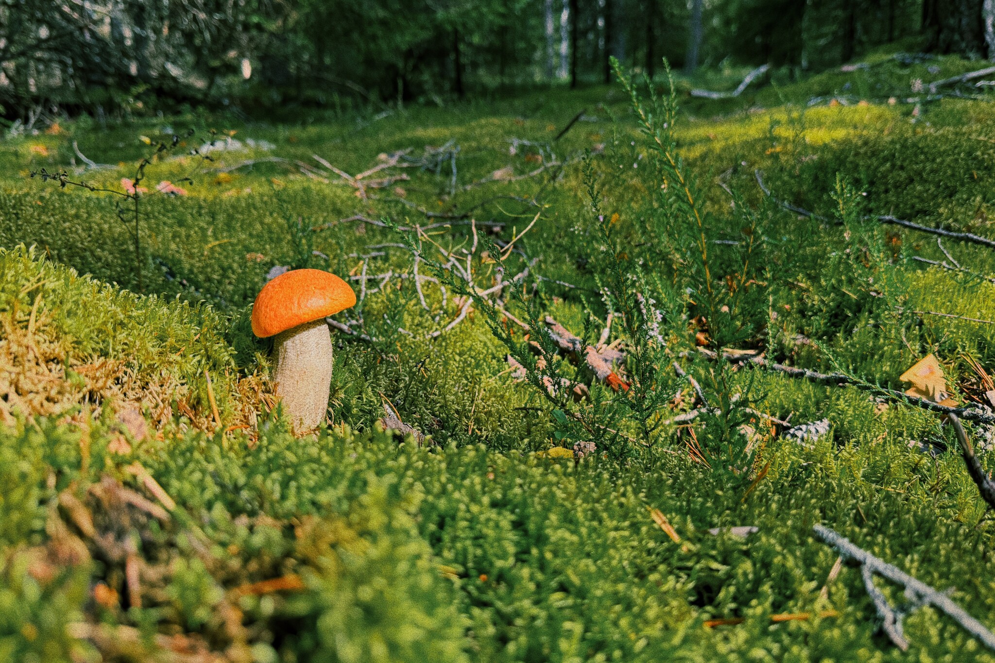 I took a photo of wallpaper on my desktop to create an autumn mood - My, Mushrooms, Chanterelles, Forest, The photo, Mobile photography, The nature of Russia, Desktop wallpaper, Beautiful view, Longpost