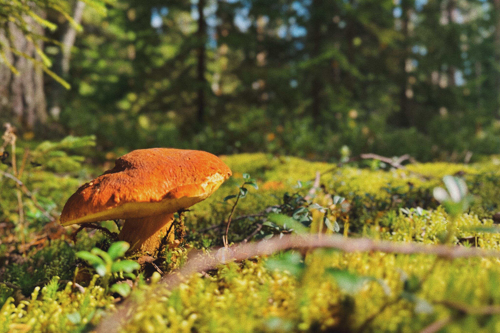 I took a photo of wallpaper on my desktop to create an autumn mood - My, Mushrooms, Chanterelles, Forest, The photo, Mobile photography, The nature of Russia, Desktop wallpaper, Beautiful view, Longpost