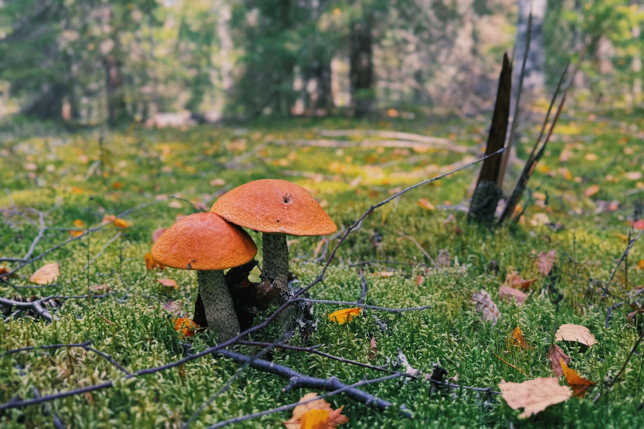 I took a photo of wallpaper on my desktop to create an autumn mood - My, Mushrooms, Chanterelles, Forest, The photo, Mobile photography, The nature of Russia, Desktop wallpaper, Beautiful view, Longpost