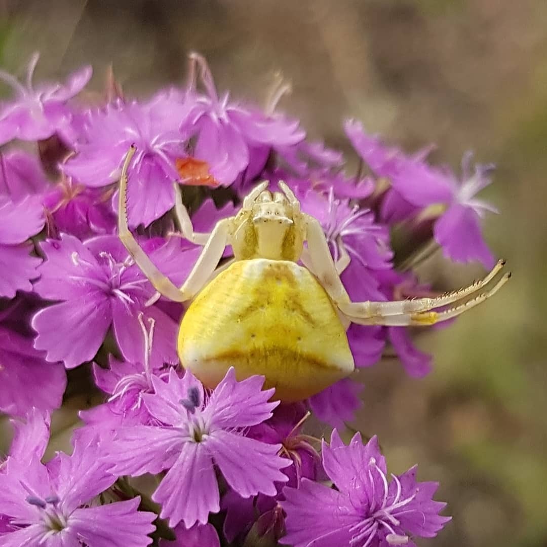 Flower crabs - My, Macro photography, Spider, Insects, Mobile photography, Flowers, Steppe, Informative, Longpost