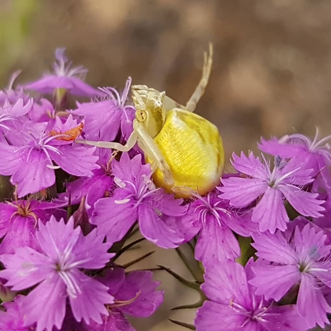 Flower crabs - My, Macro photography, Spider, Insects, Mobile photography, Flowers, Steppe, Informative, Longpost