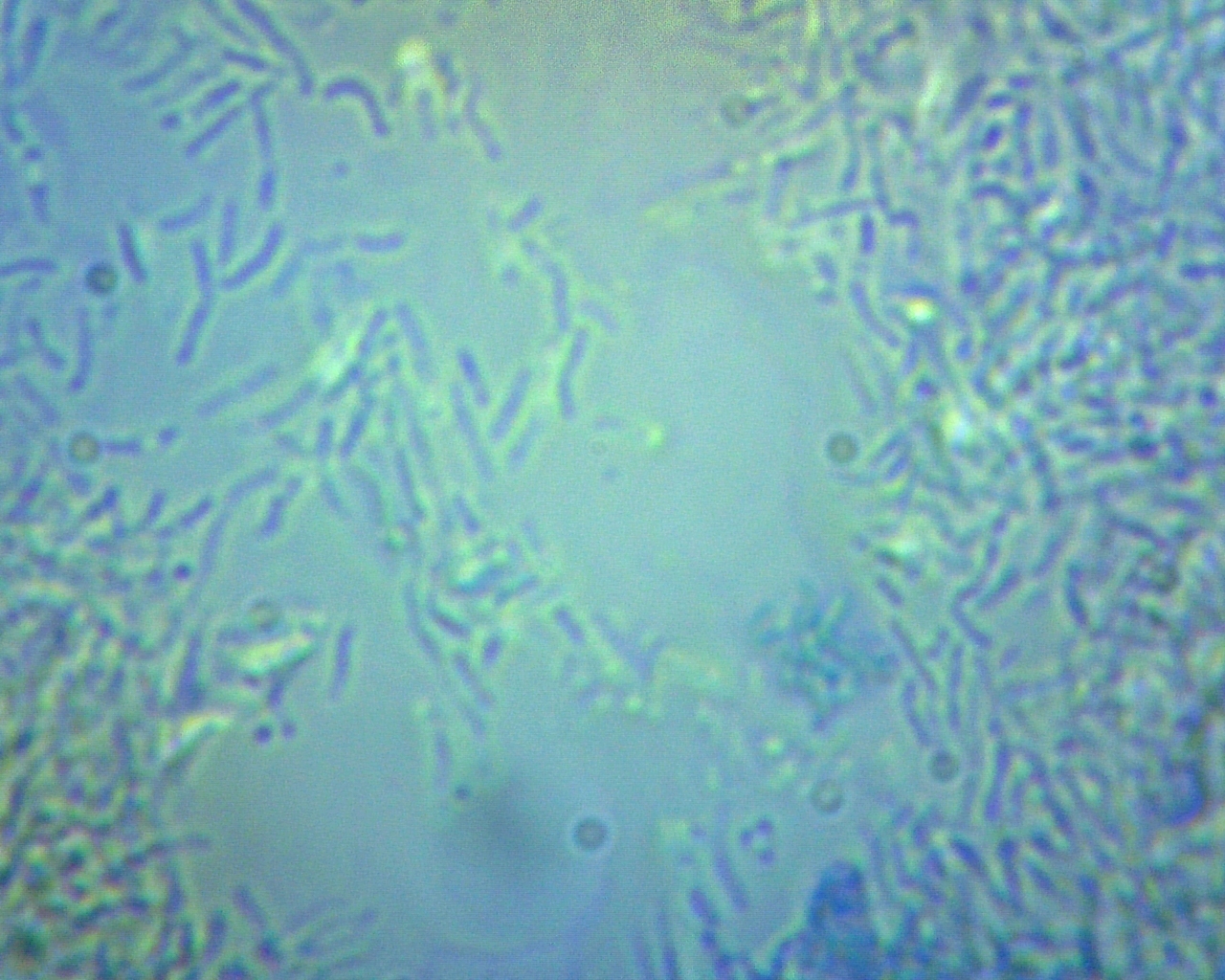 Bacteria inside the dishwasher - My, Microscope, Bacteria, Longpost