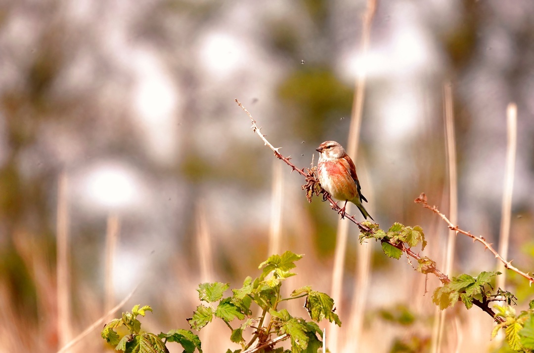 Linnet - My, The photo, Netherlands (Holland), Nature, Birds