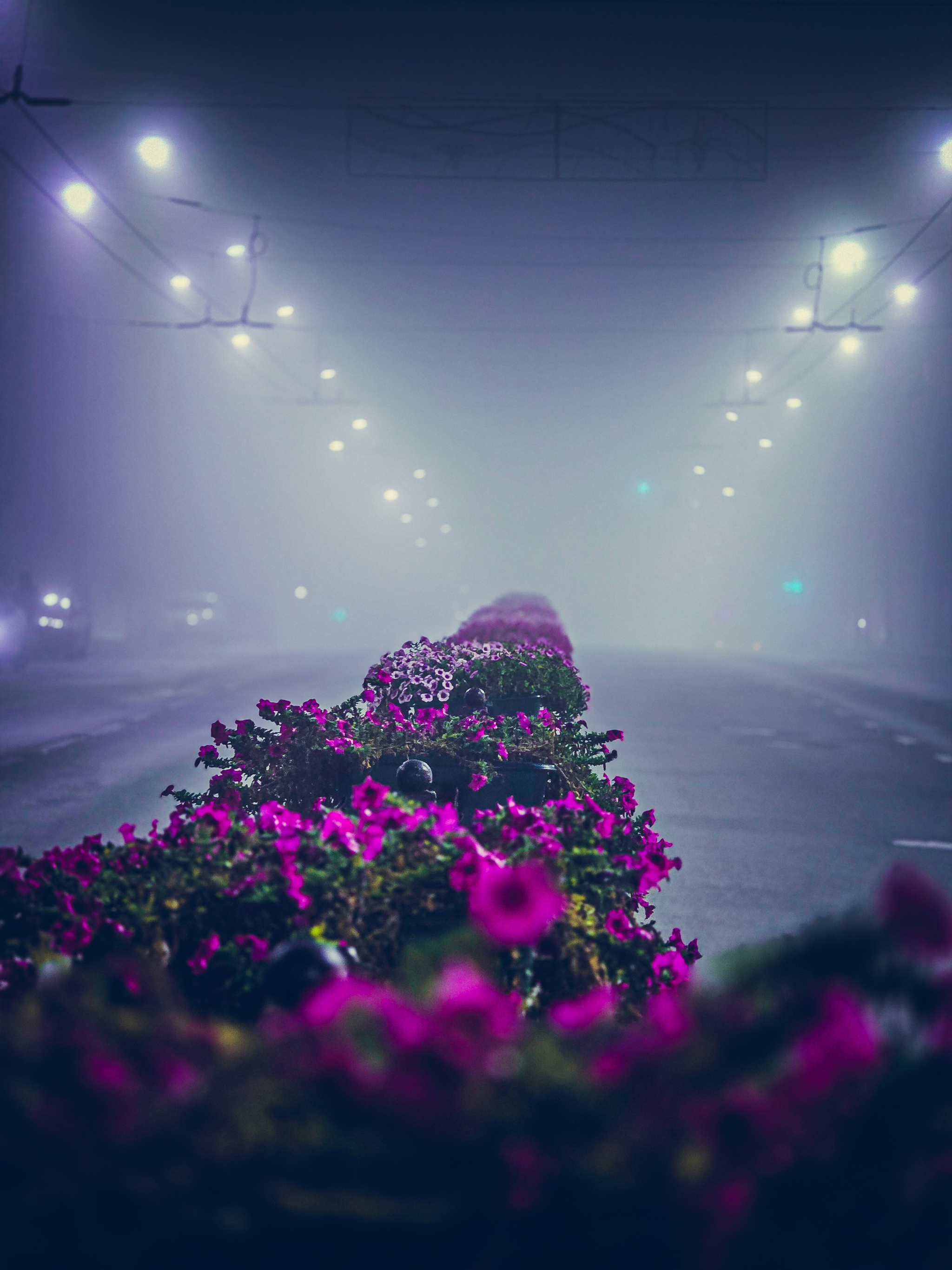 Fog - My, Mobile photography, Fog, City walk, Kaluga, Flowers, Night city, Longpost