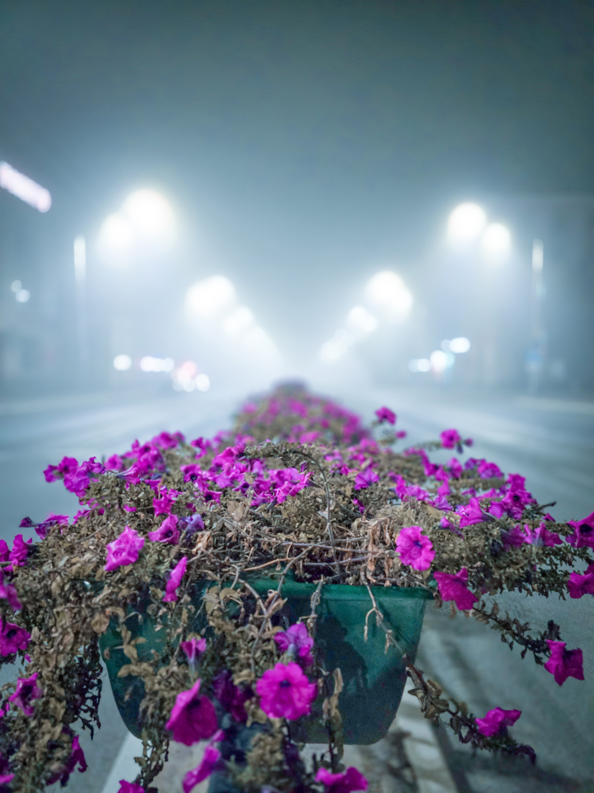 Fog - My, Mobile photography, Fog, City walk, Kaluga, Flowers, Night city, Longpost