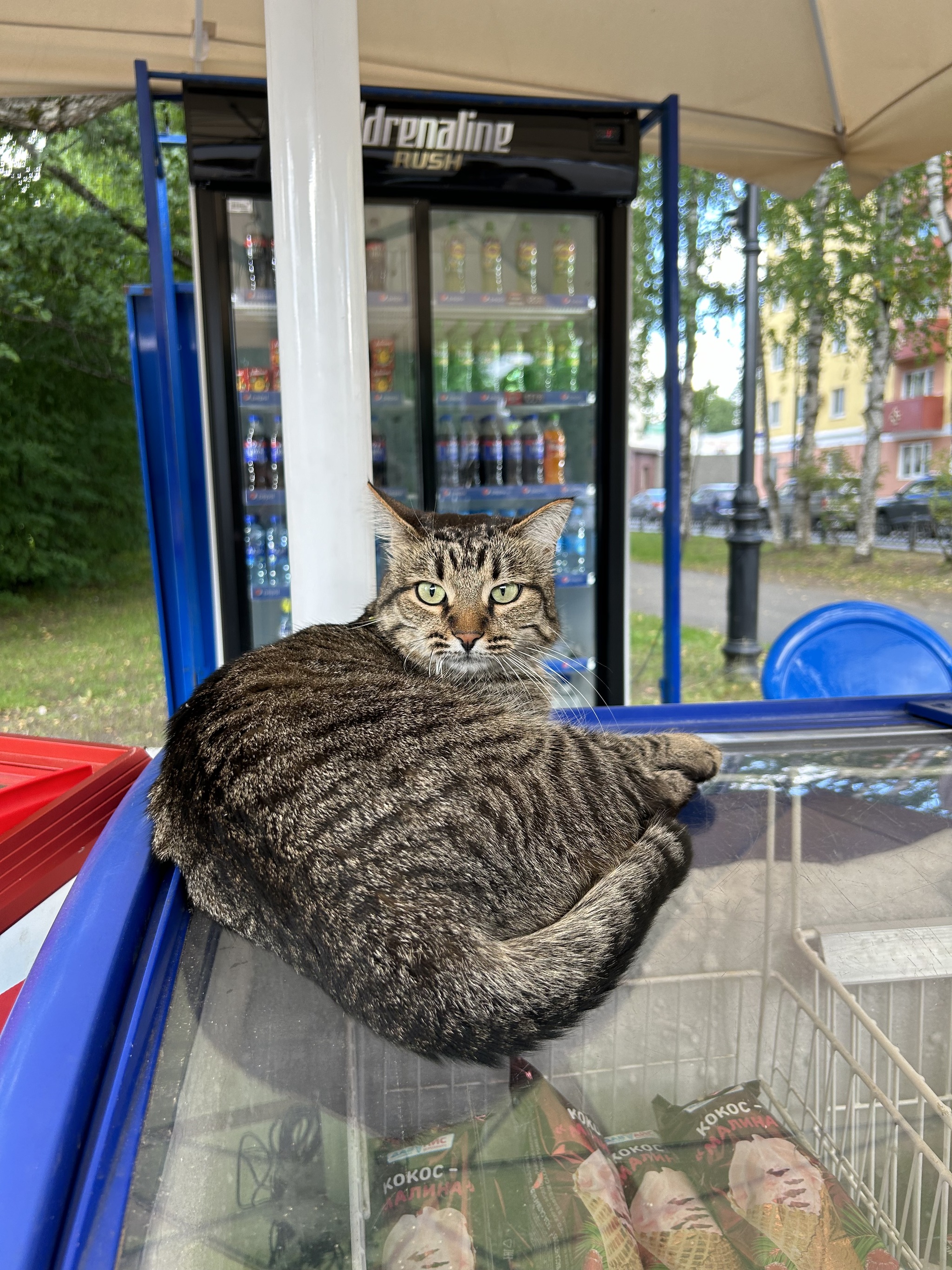 Business cat - My, cat, Mobile photography