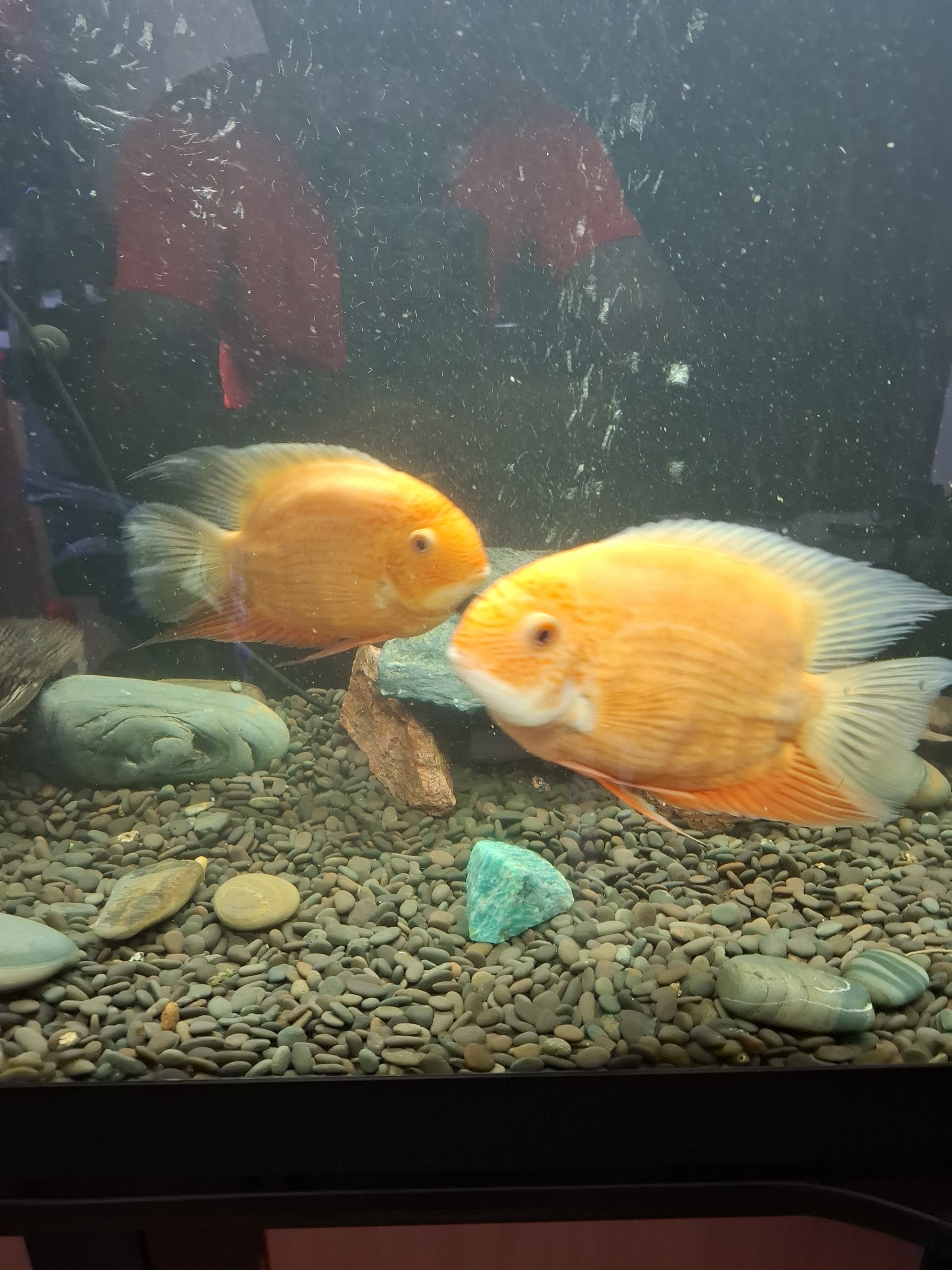 Fish in experienced, kind hands - My, Aquarium, Aquarium fish, Aquarium, Longpost