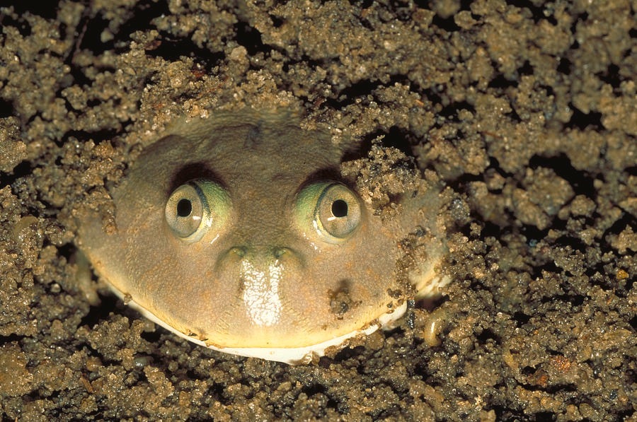 A frog that eats other frogs - My, Animals, Nature, Around the world, Biology, In the animal world, Frogs, Wicked shieldback, Biologists, The photo, Longpost