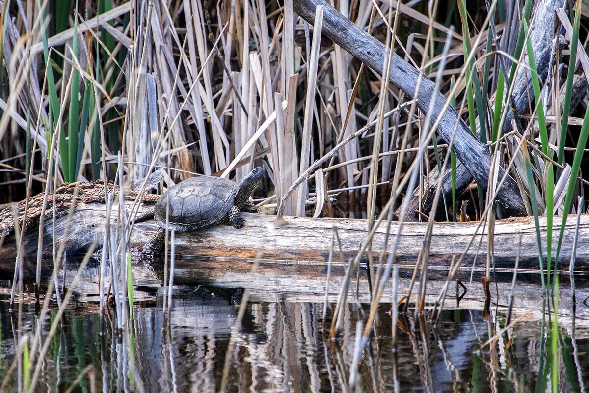 It's getting warm - My, Turtle, Bog turtle, Rostov region