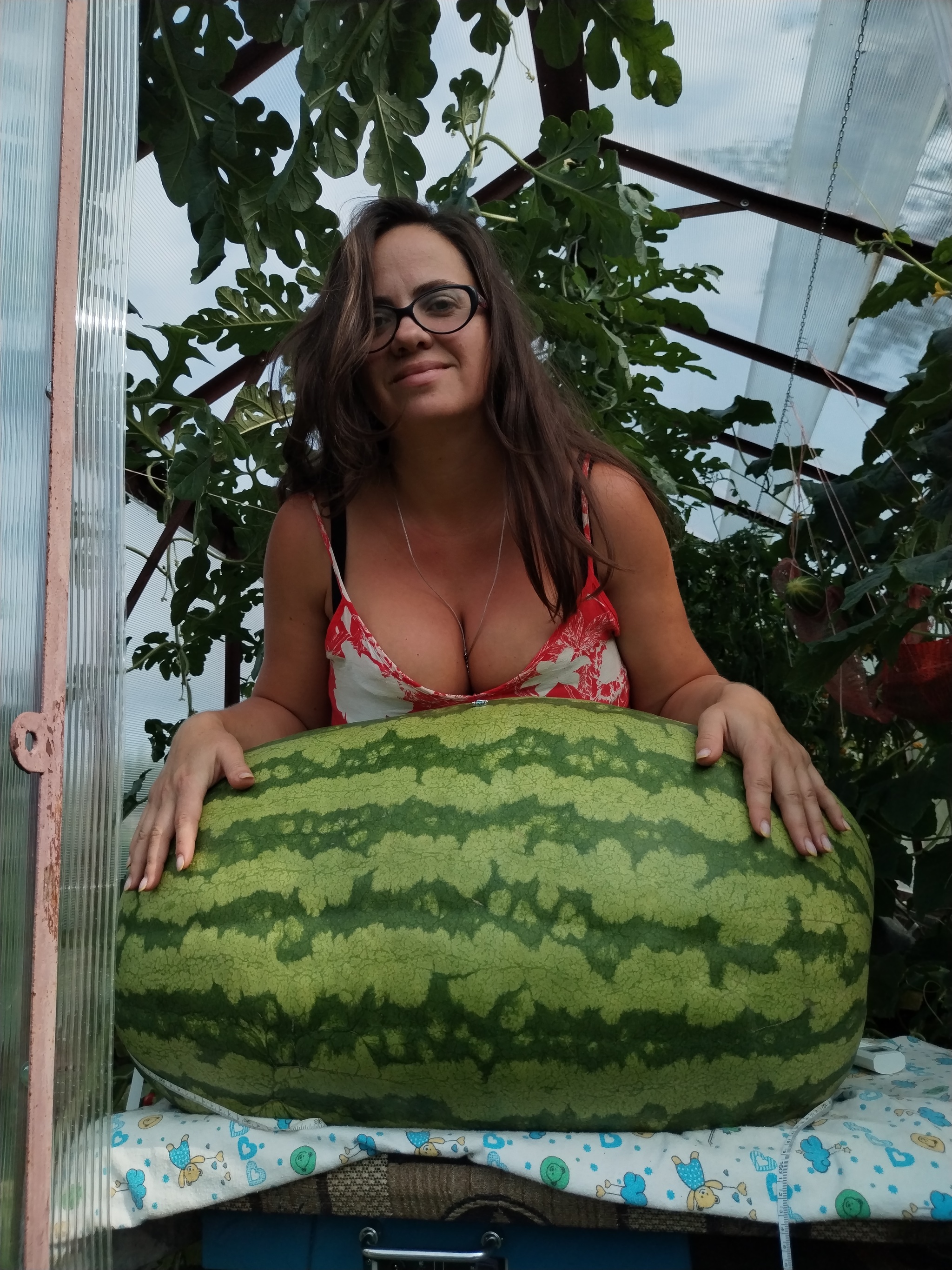 Giant watermelon. 60 days/60 kilograms - My, Watermelon, Giants, Gigantomania, Garden, Market gardener, Vegetables, Longpost