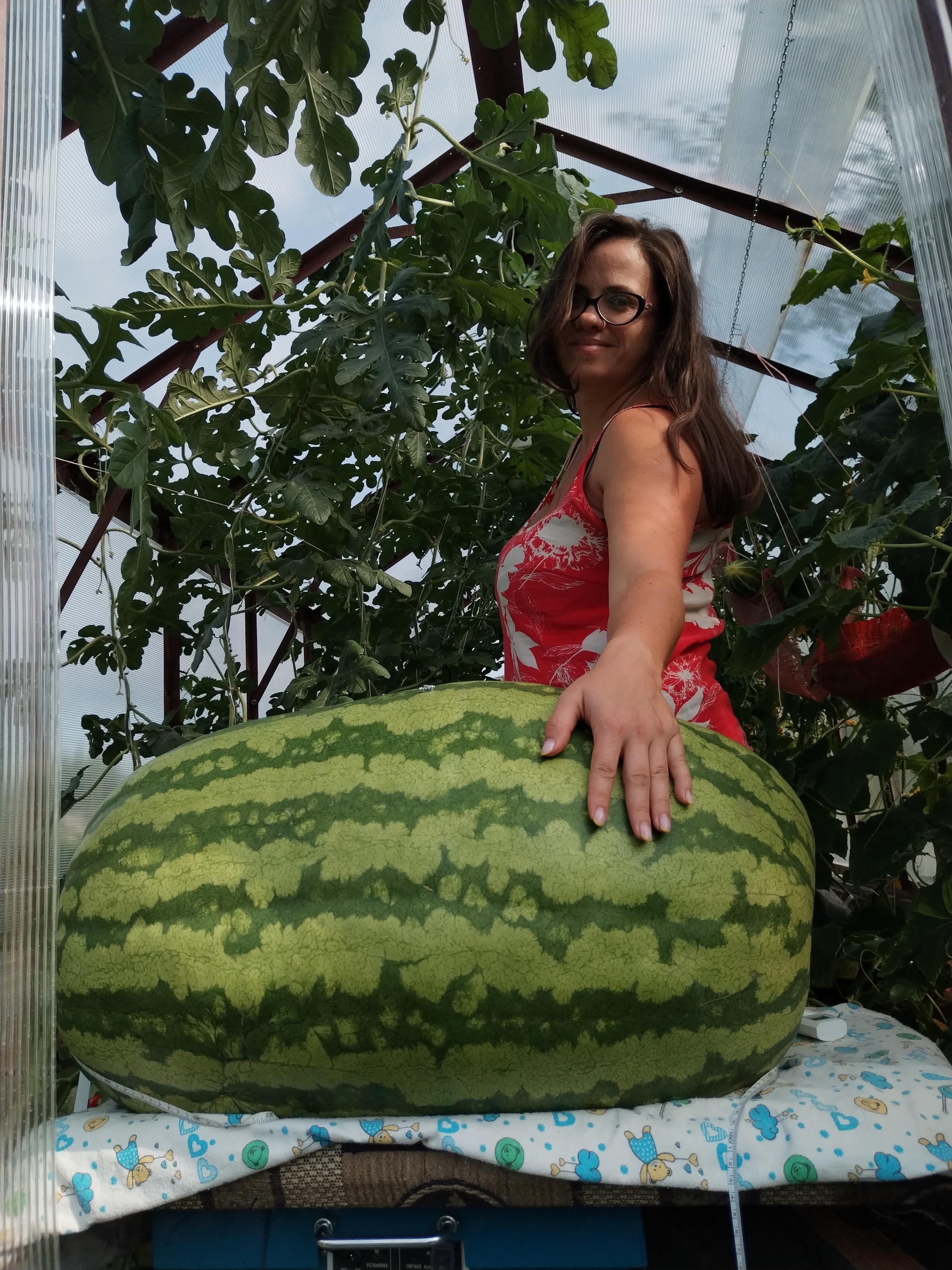 Giant watermelon. 60 days/60 kilograms - My, Watermelon, Giants, Gigantomania, Garden, Market gardener, Vegetables, Longpost