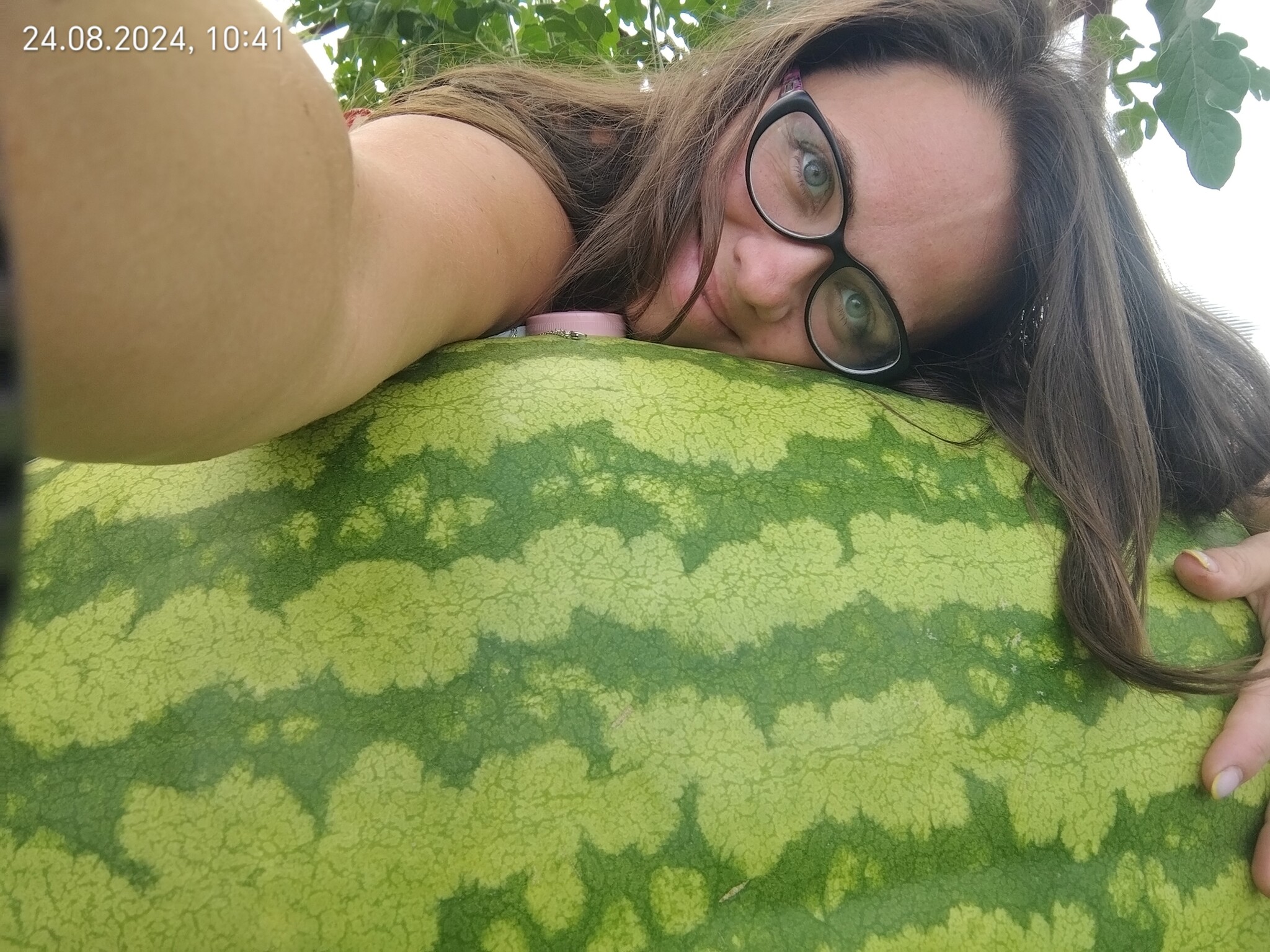 Giant watermelon. 60 days/60 kilograms - My, Watermelon, Giants, Gigantomania, Garden, Market gardener, Vegetables, Longpost