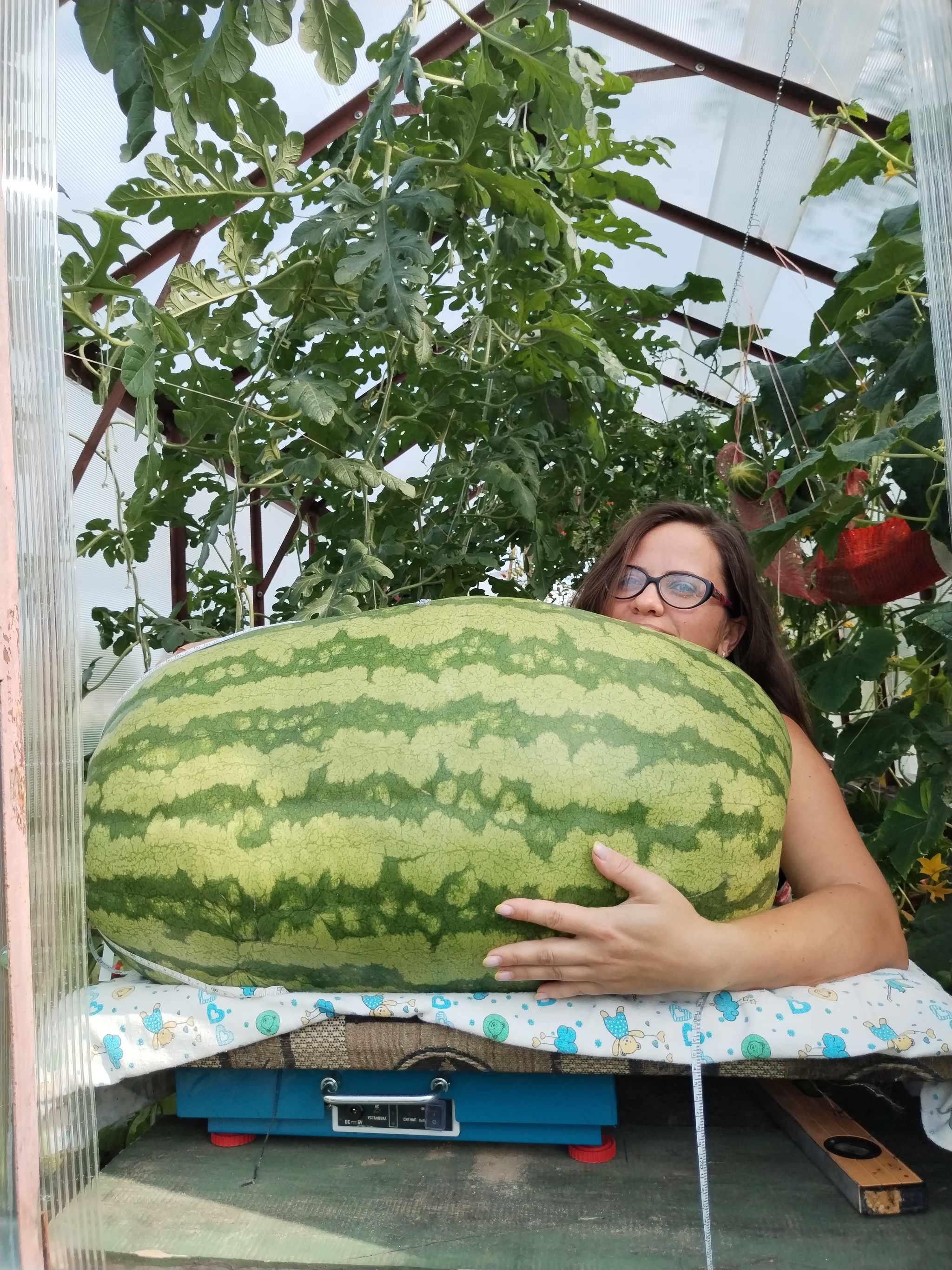 Giant watermelon. 60 days/60 kilograms - My, Watermelon, Giants, Gigantomania, Garden, Market gardener, Vegetables, Longpost