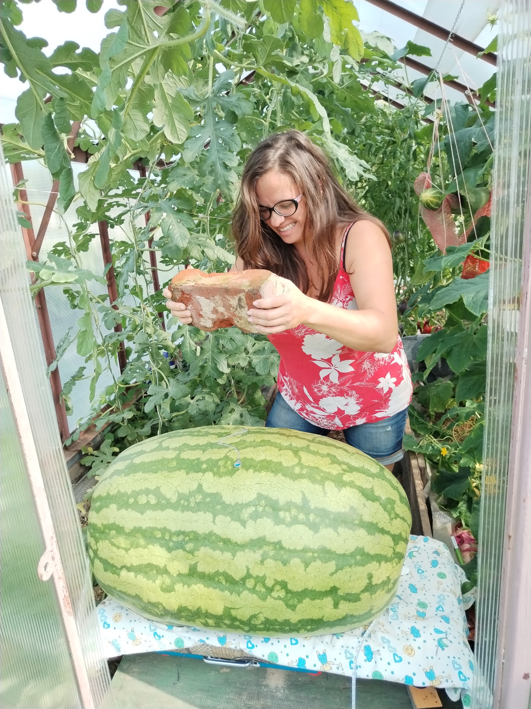 Giant watermelon. 60 days/60 kilograms - My, Watermelon, Giants, Gigantomania, Garden, Market gardener, Vegetables, Longpost