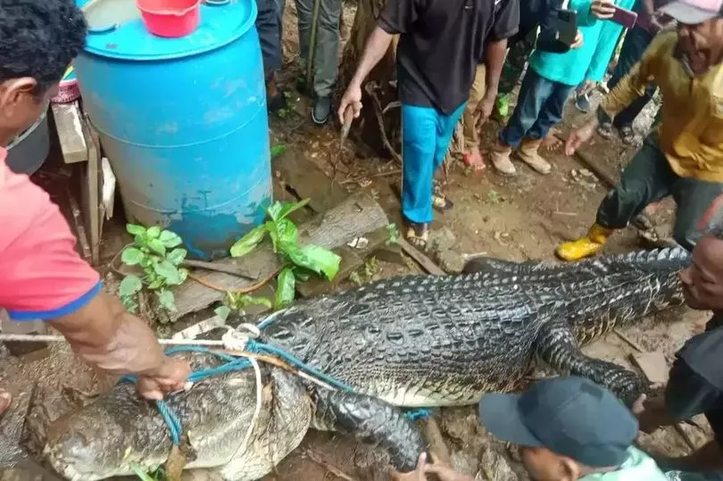 Missing woman's body found inside crocodile in Indonesia - Crocodiles, Women, Death, Reptiles, Indonesia, Wild animals, Longpost, Negative