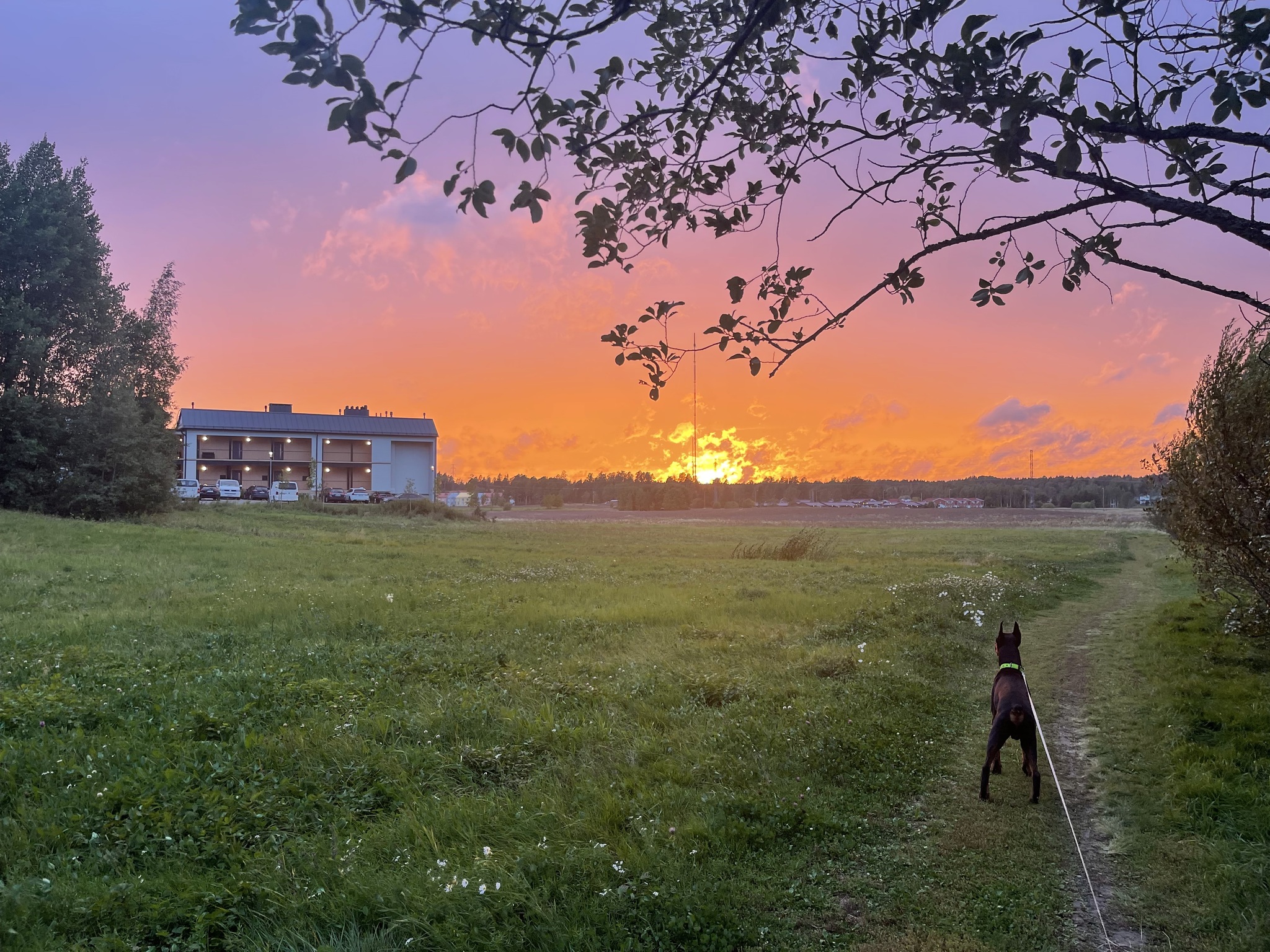 Закат) - Моё, Фотография, Закат, Собака, Красота