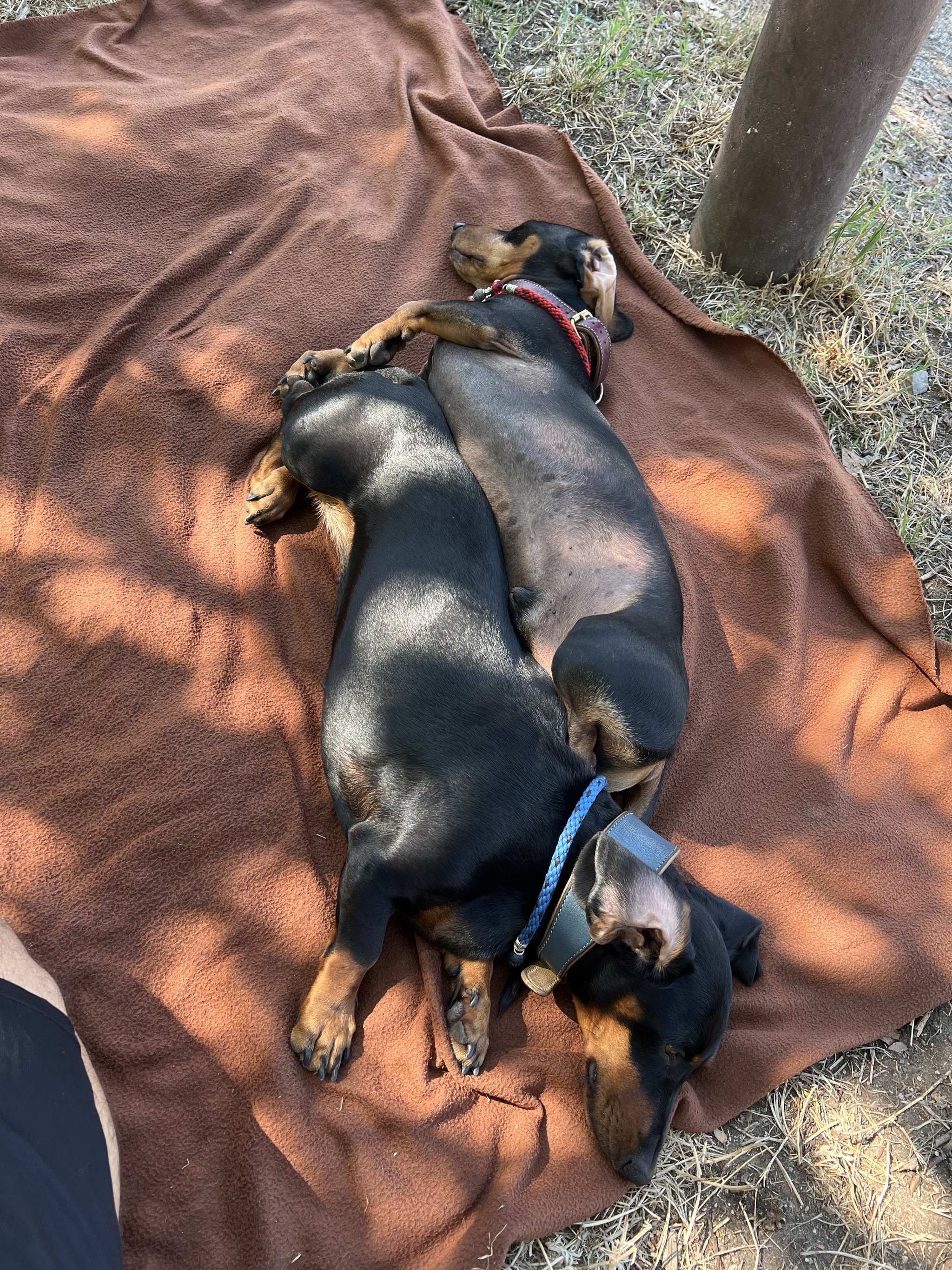 08/24/24 A day in the life of a truck driver with dachshunds in Europe. (Udine, Trieste, Dog Beach) - My, Tourism, Truckers, Camping, Italy, Europe, Work, Video, Vertical video, Longpost