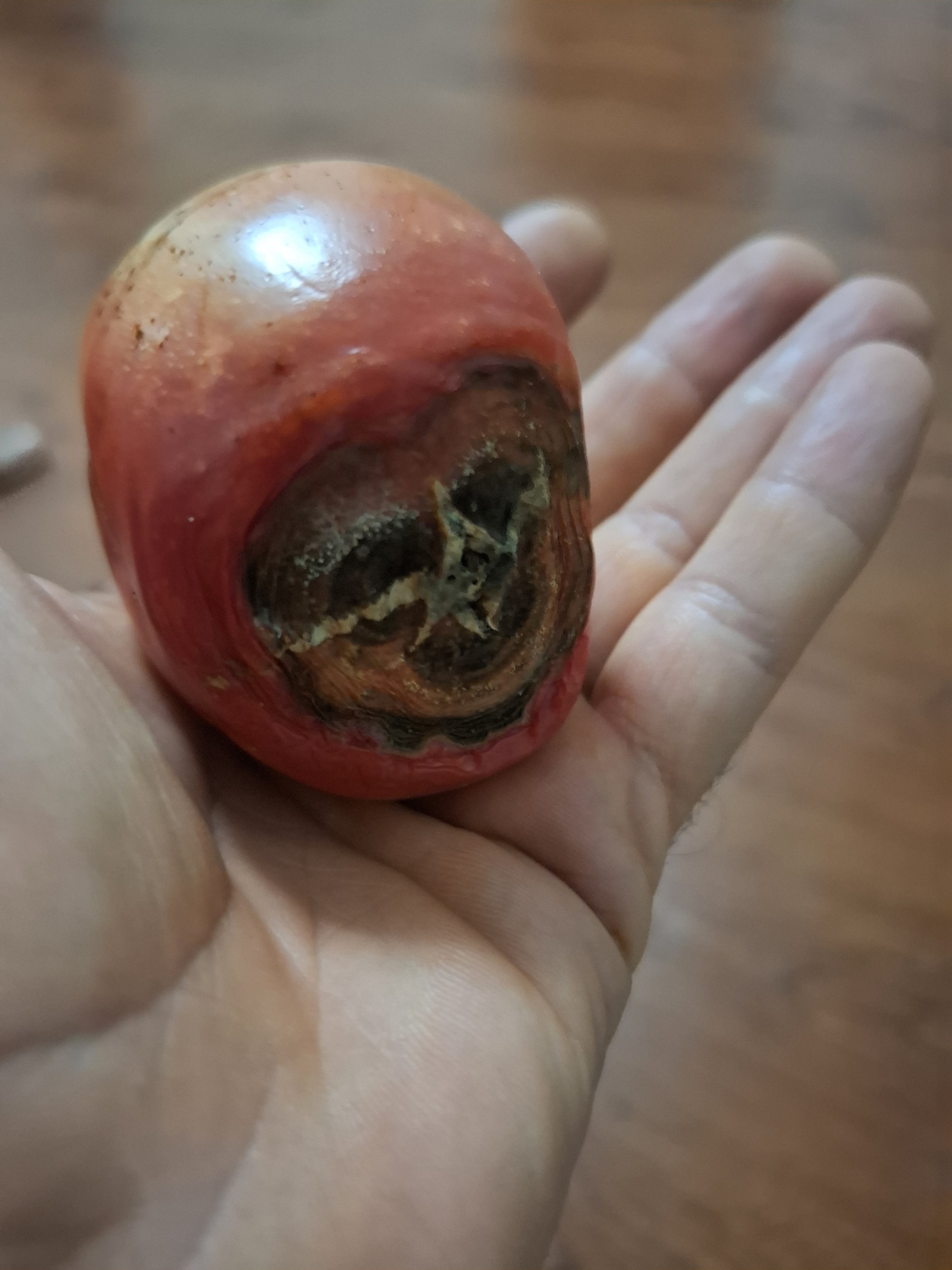 A tomato that apparently lived an interesting life! - My, Tomatoes, Космонавты, Scull, Vegetables, Garden, Disease, Death, A life, Cosmonautics, Spacesuit, Homunculus, Funny, Humor, Images, Harvest, Head, Longpost, Pareidolia