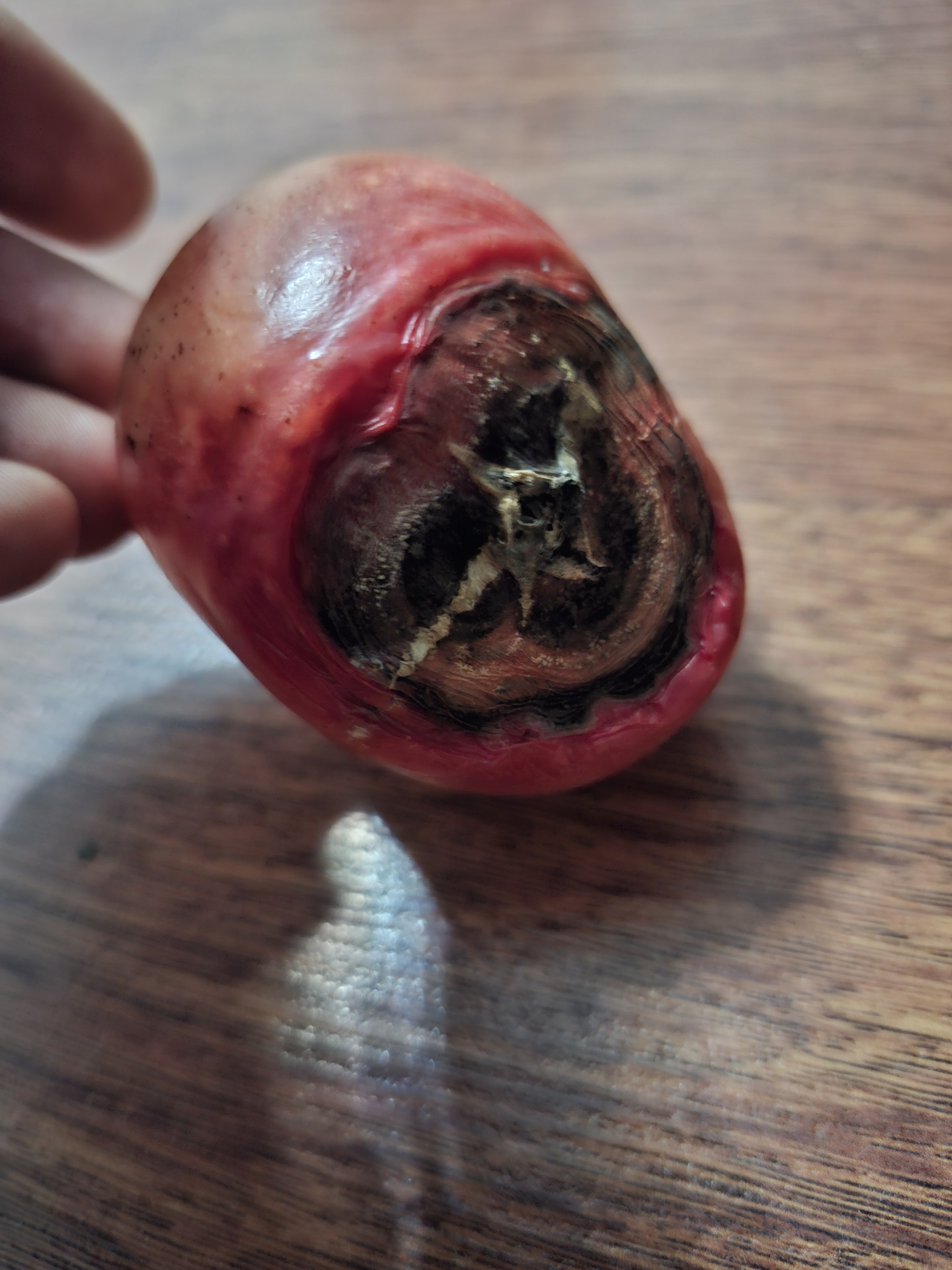 A tomato that apparently lived an interesting life! - My, Tomatoes, Космонавты, Scull, Vegetables, Garden, Disease, Death, A life, Cosmonautics, Spacesuit, Homunculus, Funny, Humor, Images, Harvest, Head, Longpost, Pareidolia