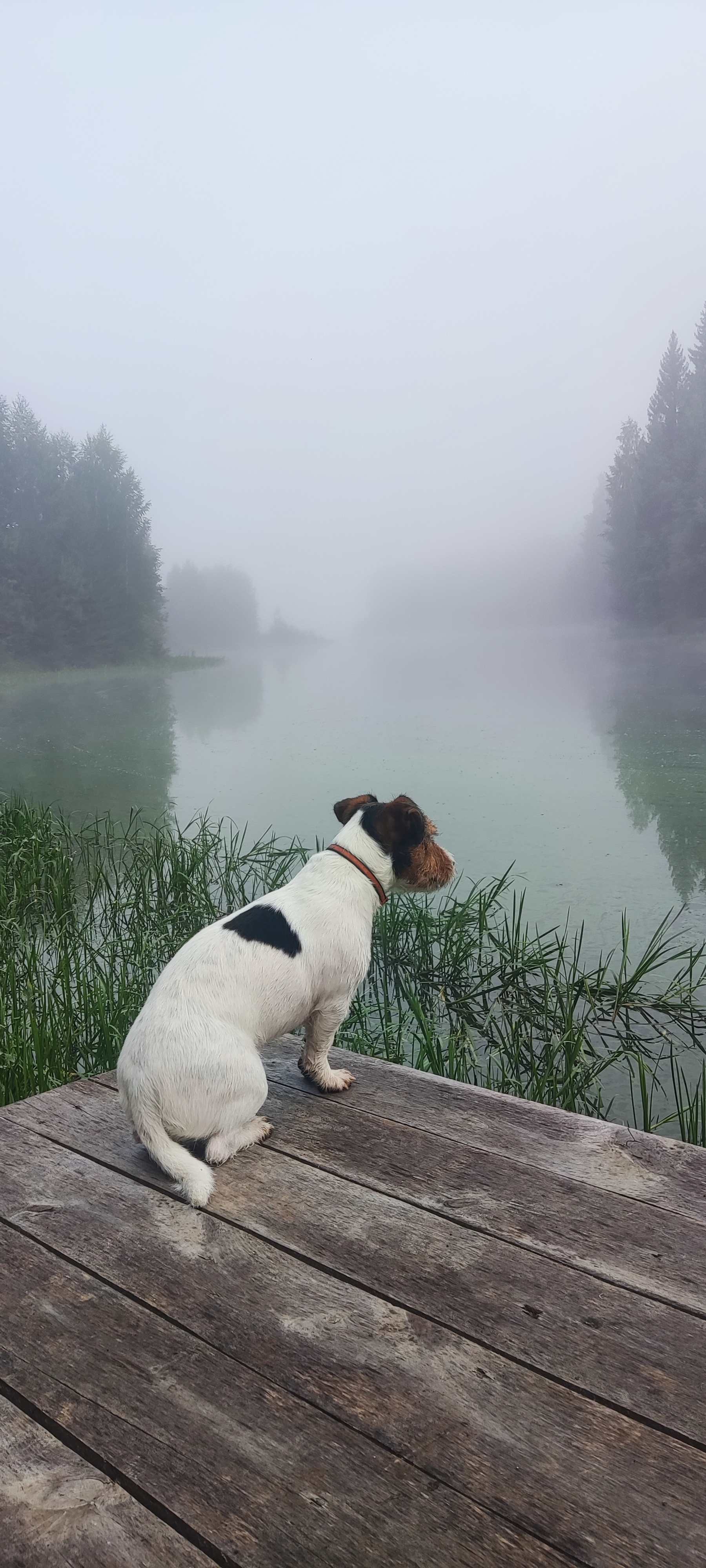 It's foggy today - My, Chusovaya, Permian, Recreation center, Dryness, Jack Russell Terrier, River, Fog, Longpost