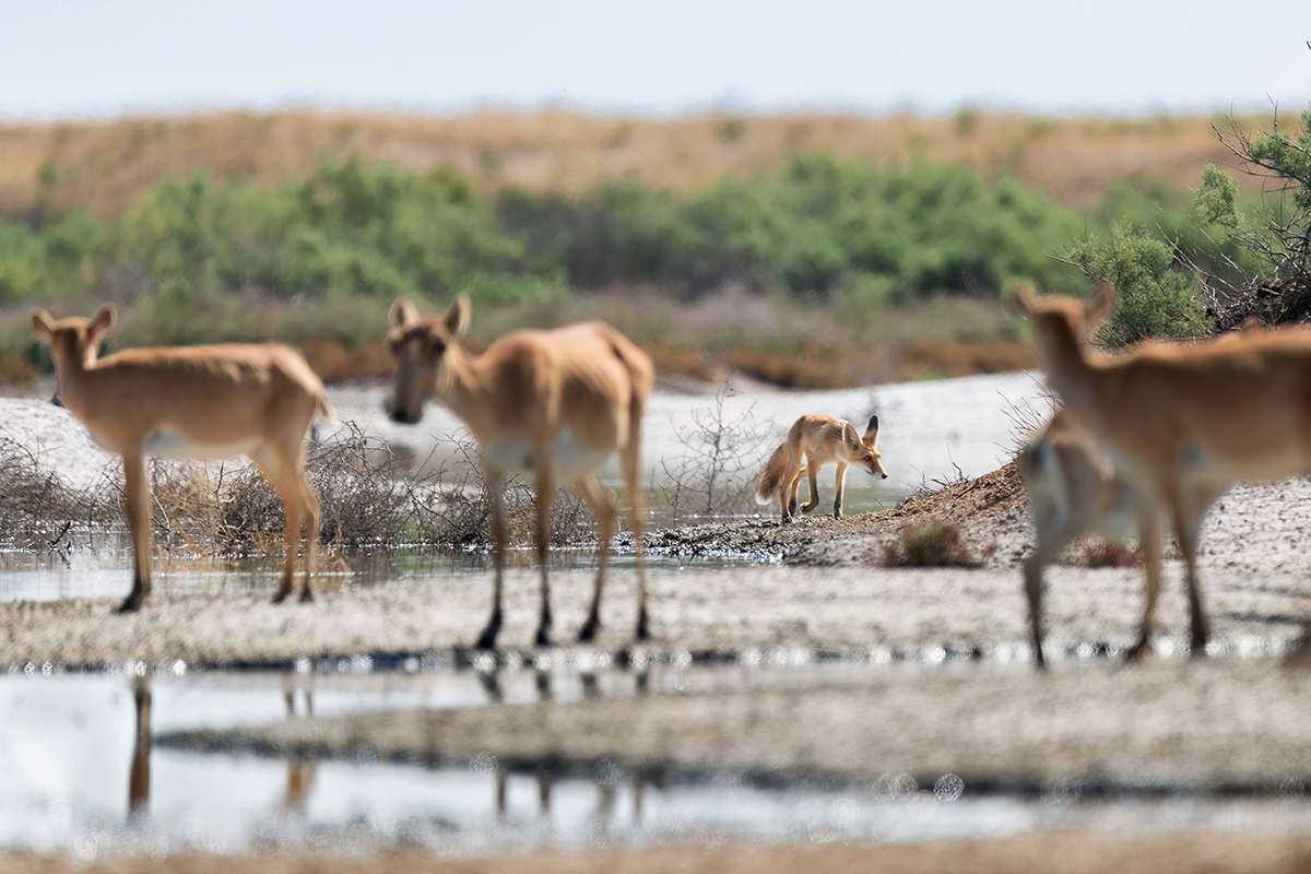 One among strangers - My, Saiga, Fox, Black Lands Nature Reserve, Kalmykia, Photo hunting, Wild animals