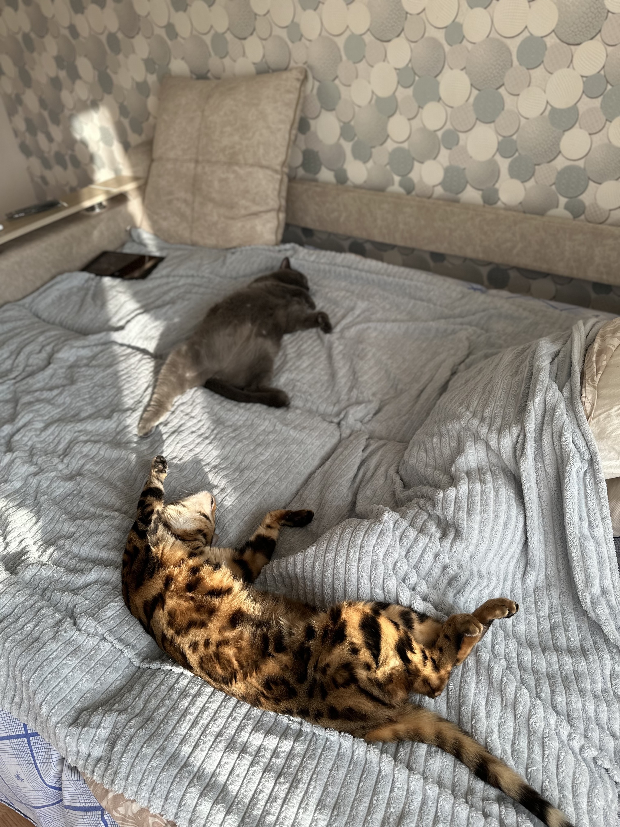 Two cats - My, cat, Bengal cat, British cat, friendship, Longpost