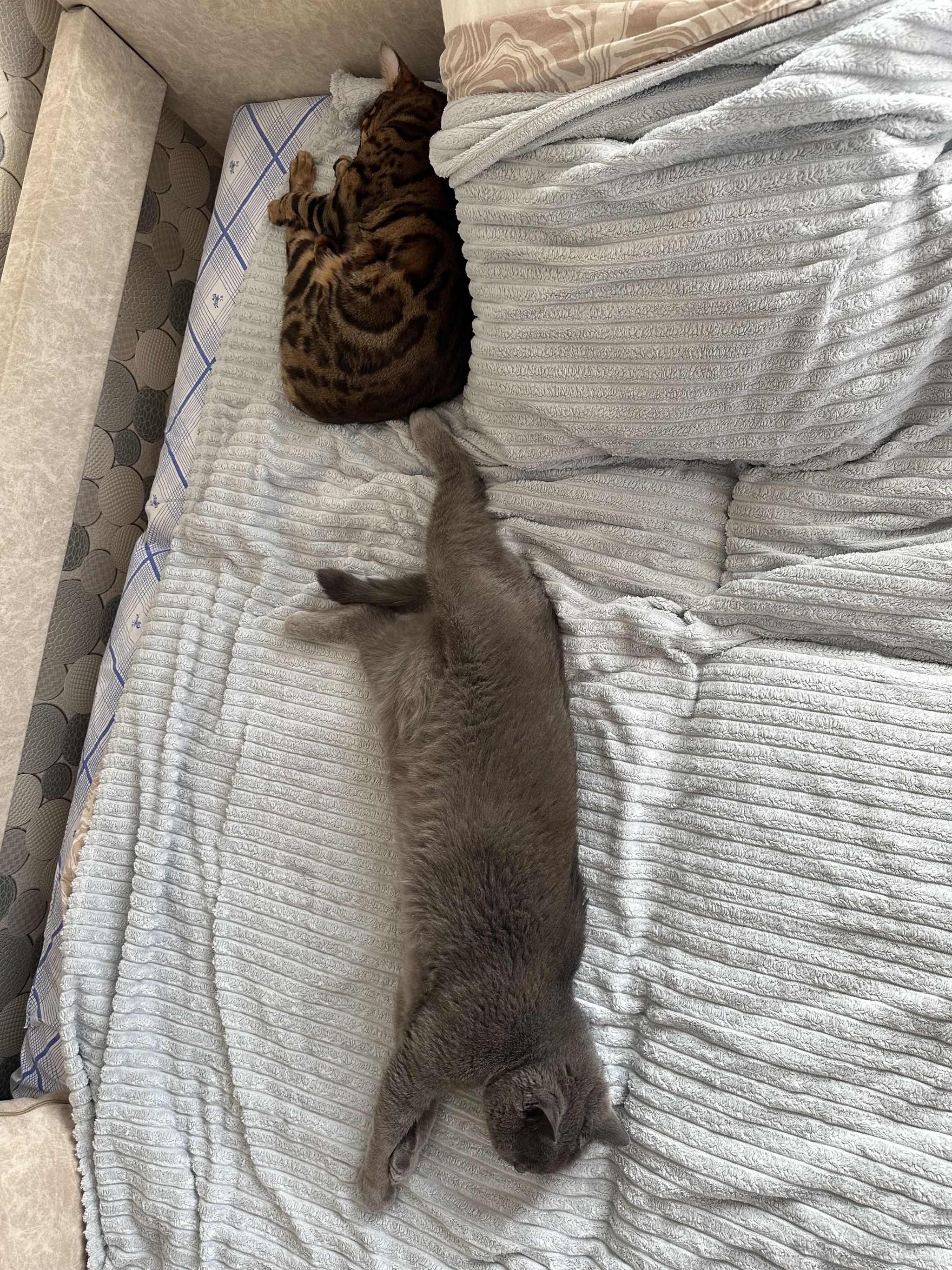 Two cats - My, cat, Bengal cat, British cat, friendship, Longpost