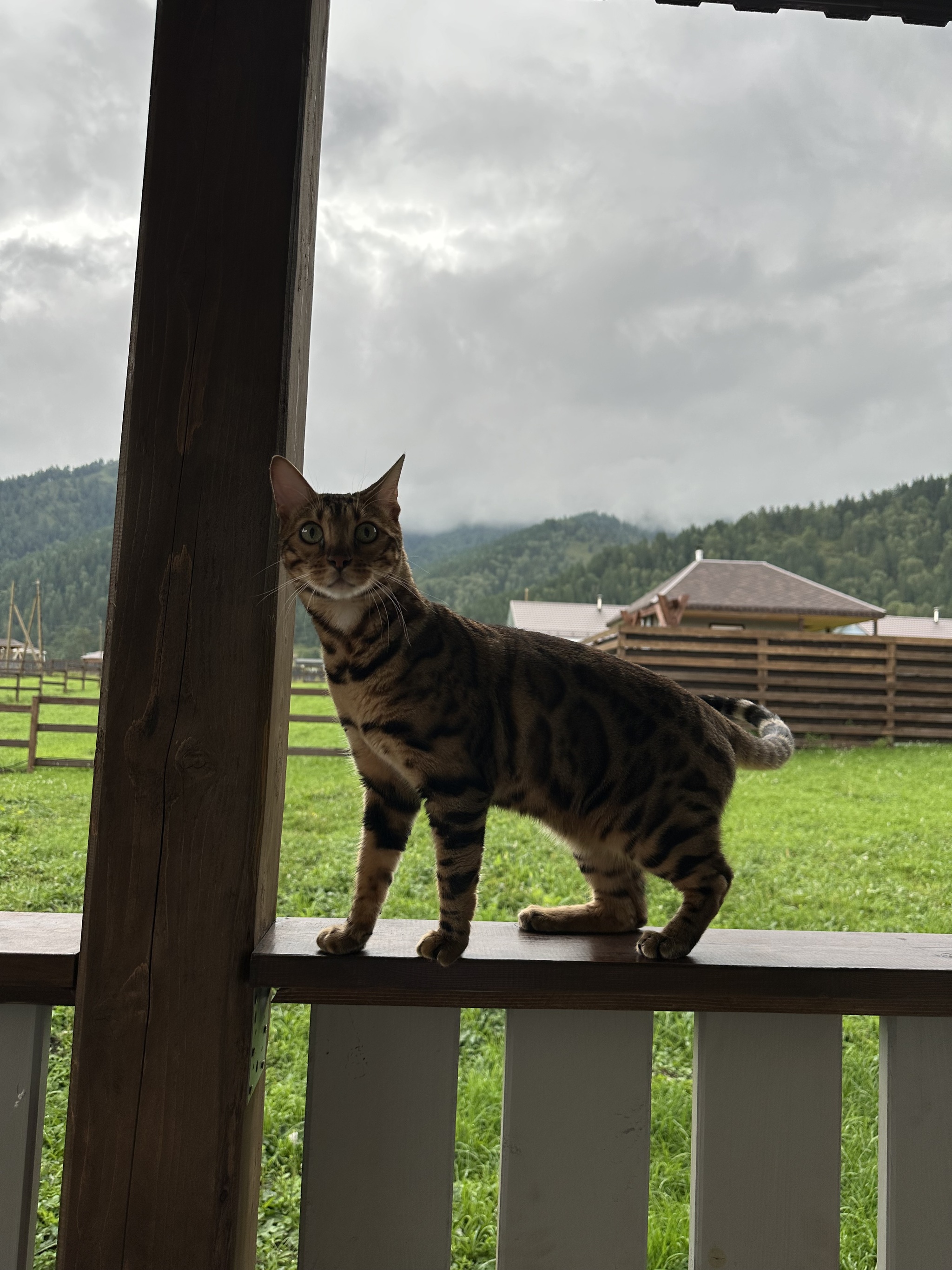 Two cats - My, cat, Bengal cat, British cat, friendship, Longpost