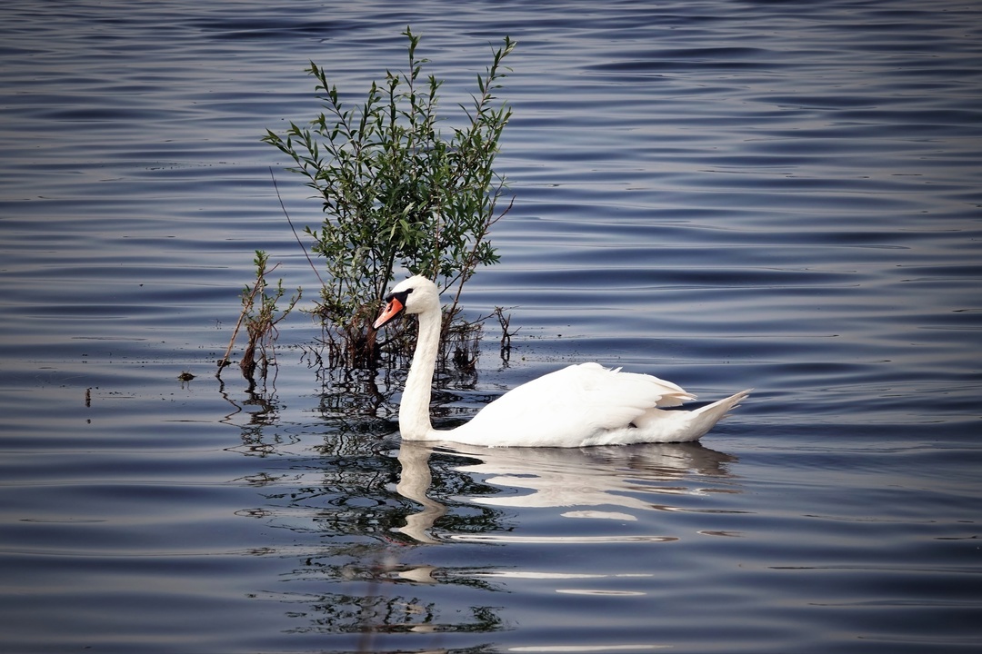 Lonely swan - My, The photo, Netherlands (Holland), Nature, Birds