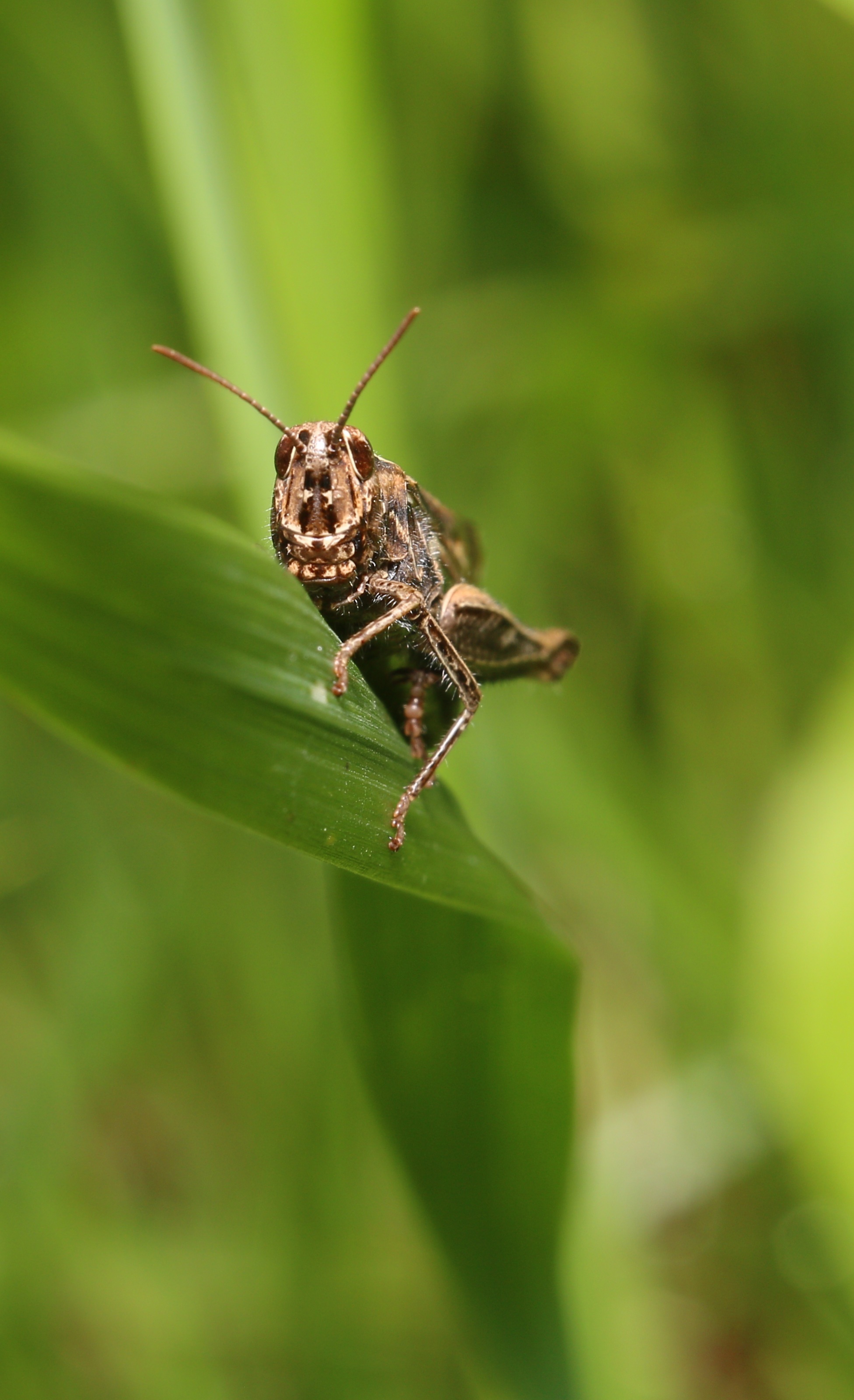 Dachnoe - My, Dacha, The photo, Insects, Nature, Longpost