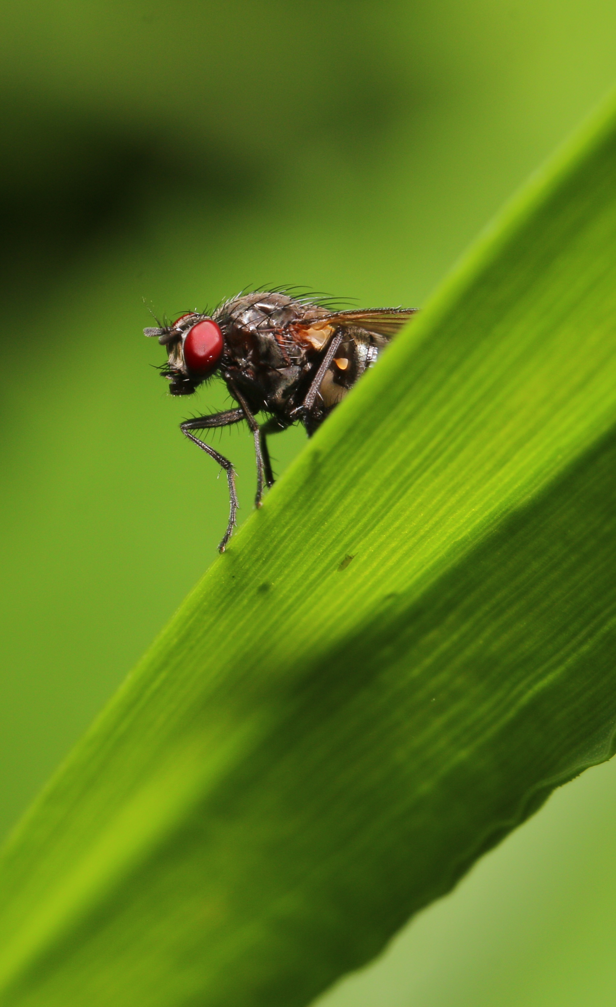 Dachnoe - My, Dacha, The photo, Insects, Nature, Longpost