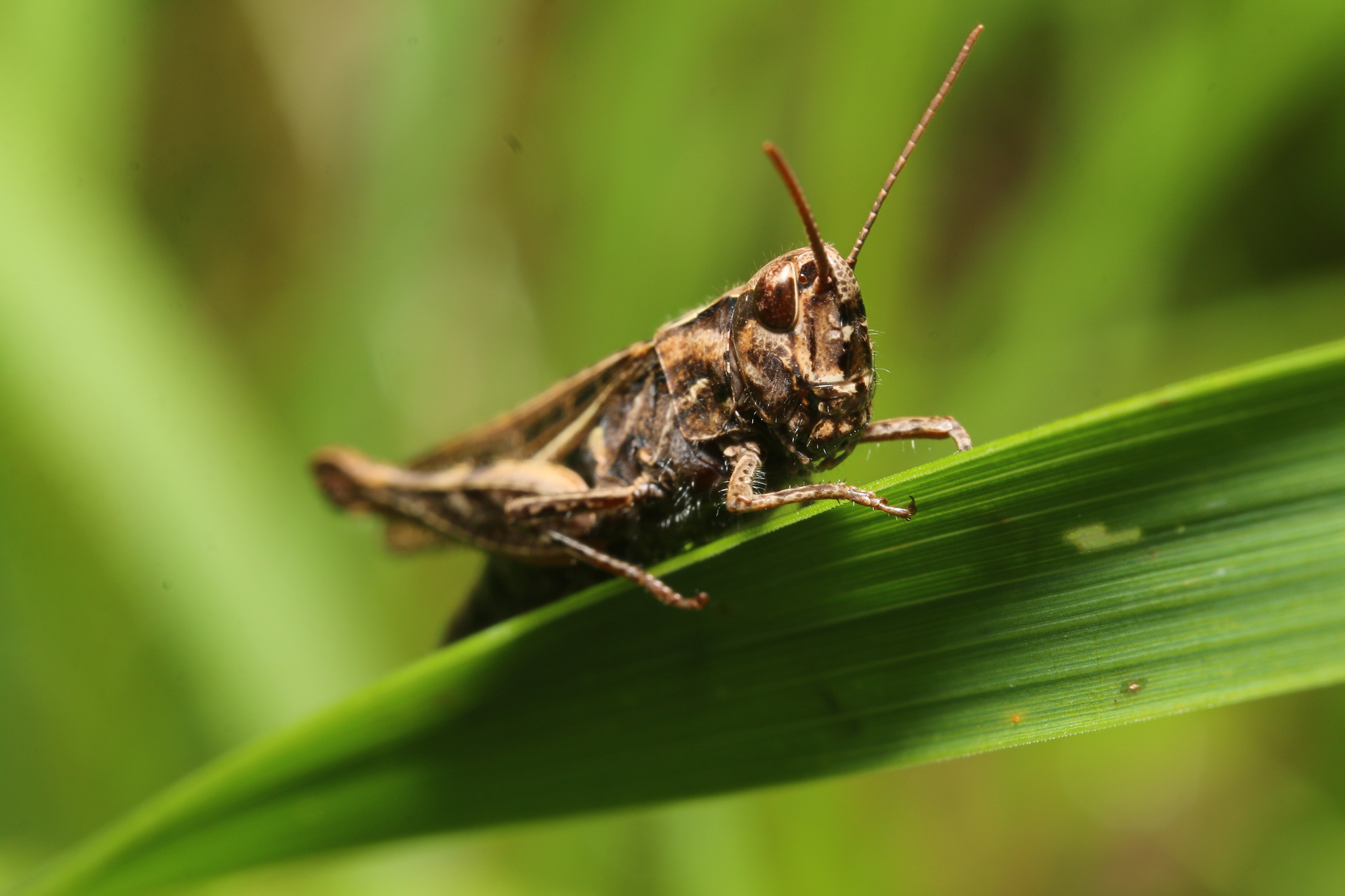 Dachnoe - My, Dacha, The photo, Insects, Nature, Longpost