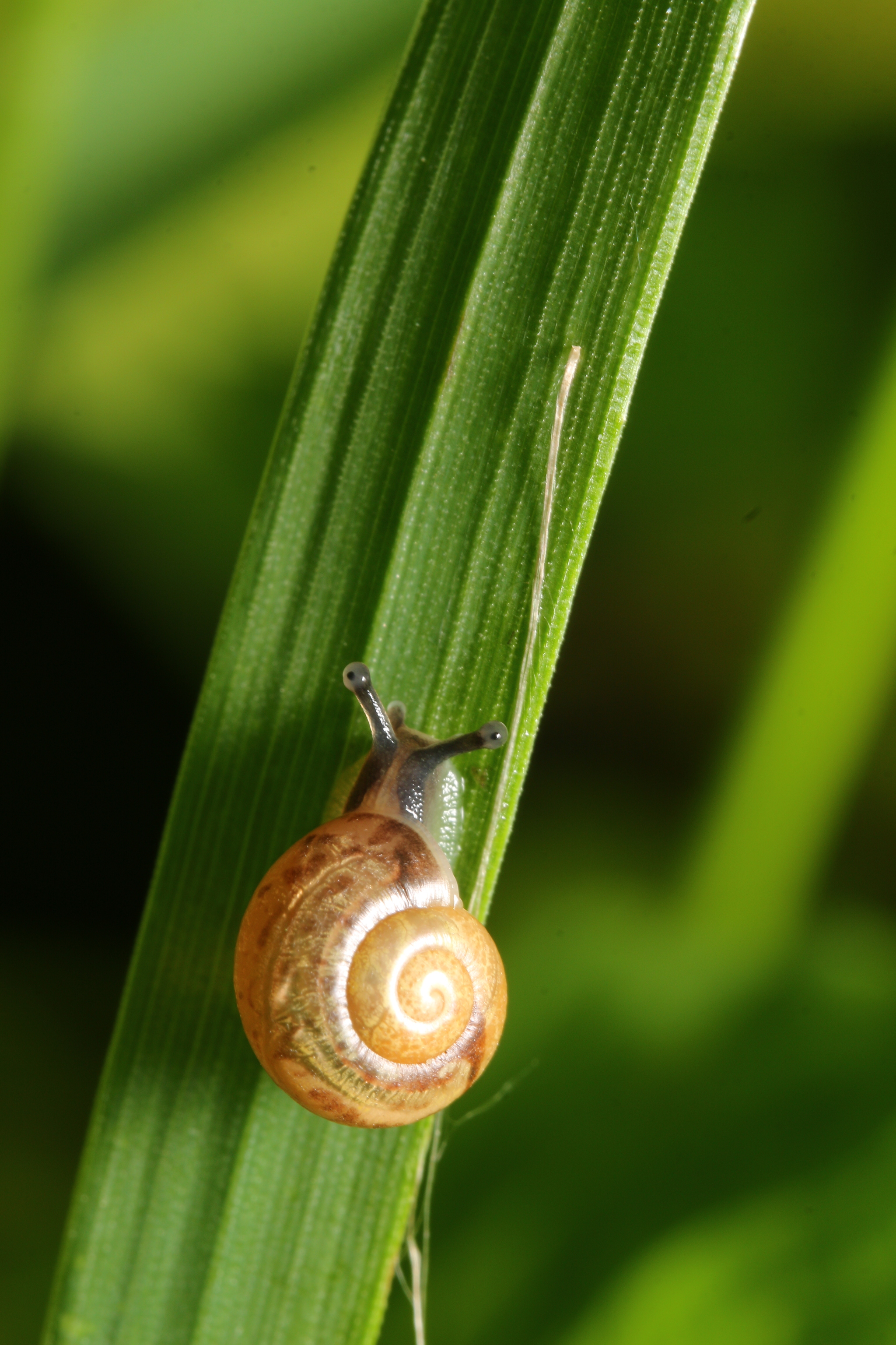 Dachnoe - My, Dacha, The photo, Insects, Nature, Longpost